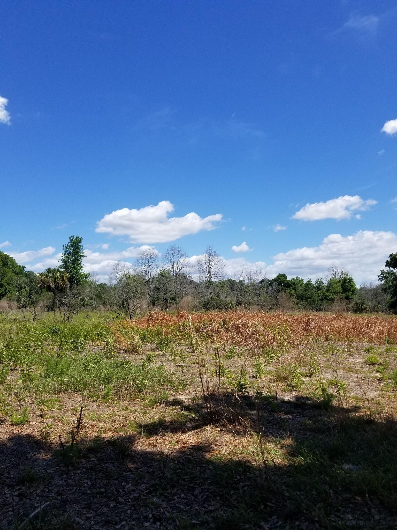 Sunny field with green and brown vegetation under a bright blue sky. - Alafia River State Park – Service Road loop from Event  Parking