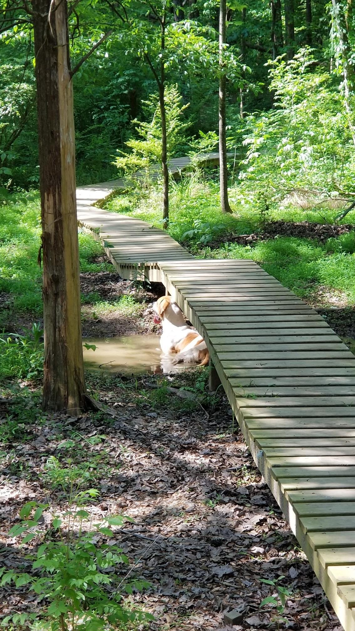 A dog plays in water under a wooden boardwalk in a sunny forest.