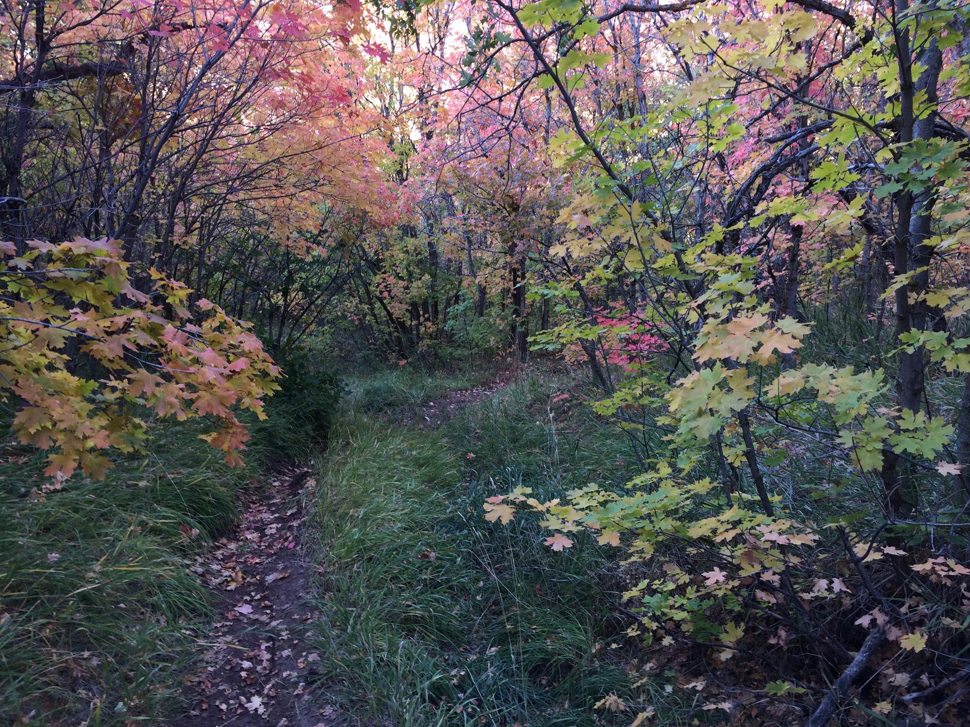 Narrow path winding through a forest with vibrant autumn foliage under soft light.