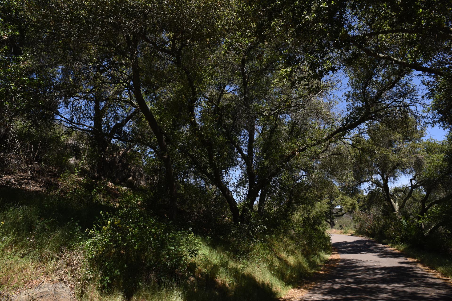 A shaded paved road winding through dense green trees on a sunny day.