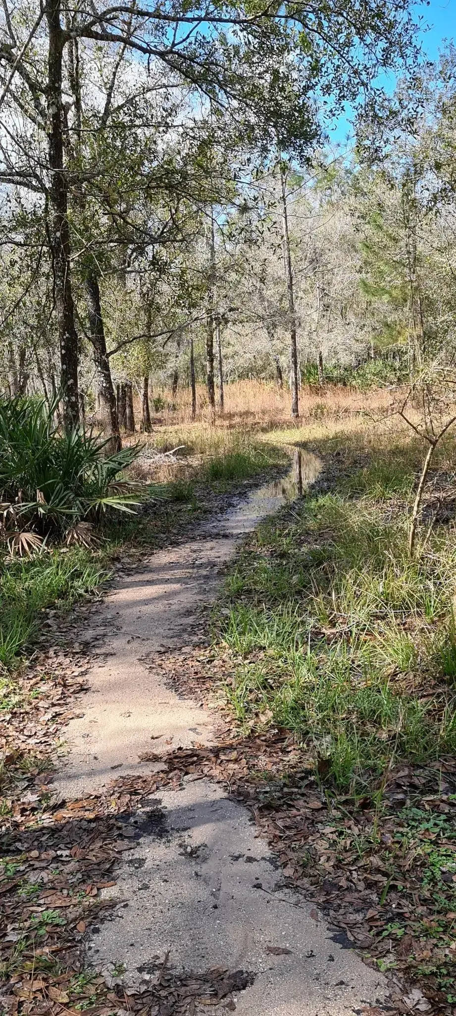 A sunny dirt path winds through a forest with a muddy puddle.