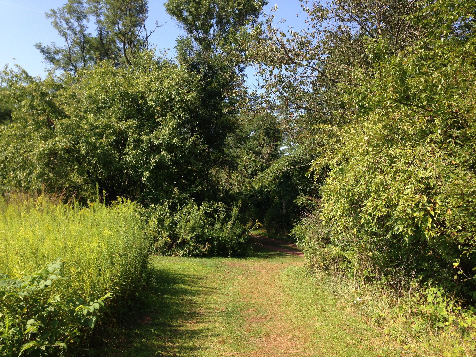 A sunlit grassy path winds through dense green trees and tall foliage.