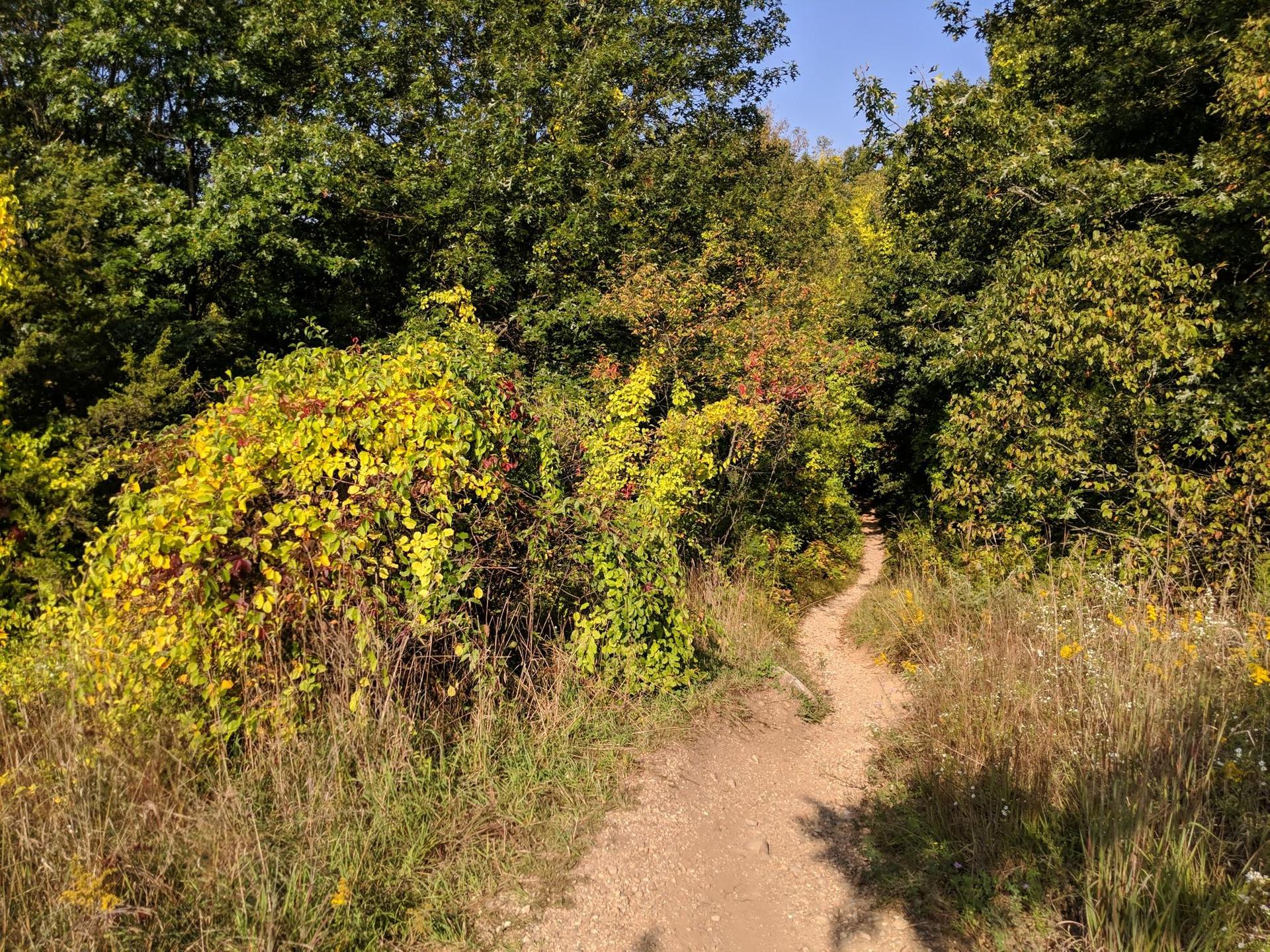Sunny dirt path winding through vibrant green and yellow forest.