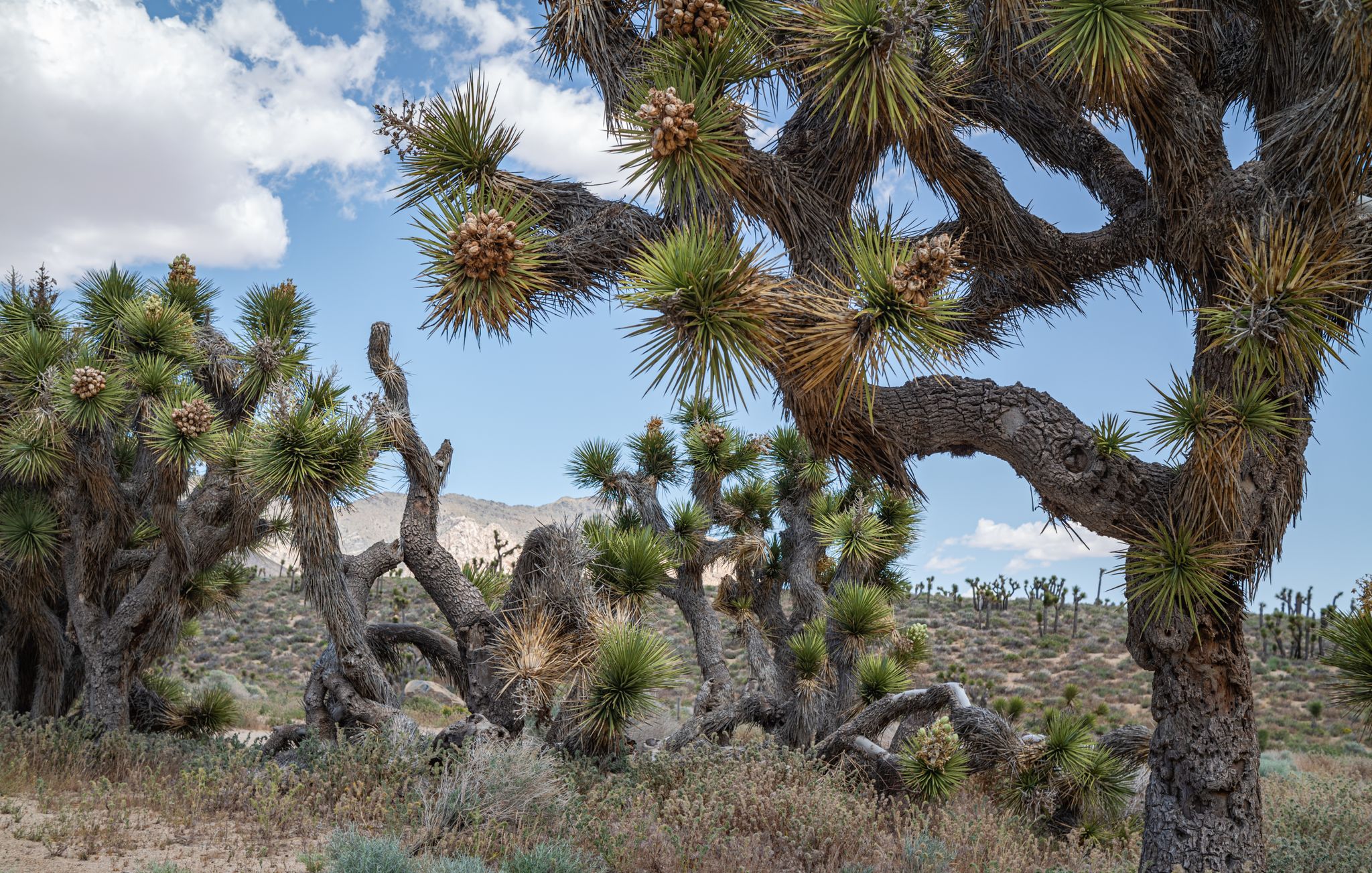 Gnarled desert trees with spiky leaves under a bright, cloudy sky. - Walker Pass Climb
