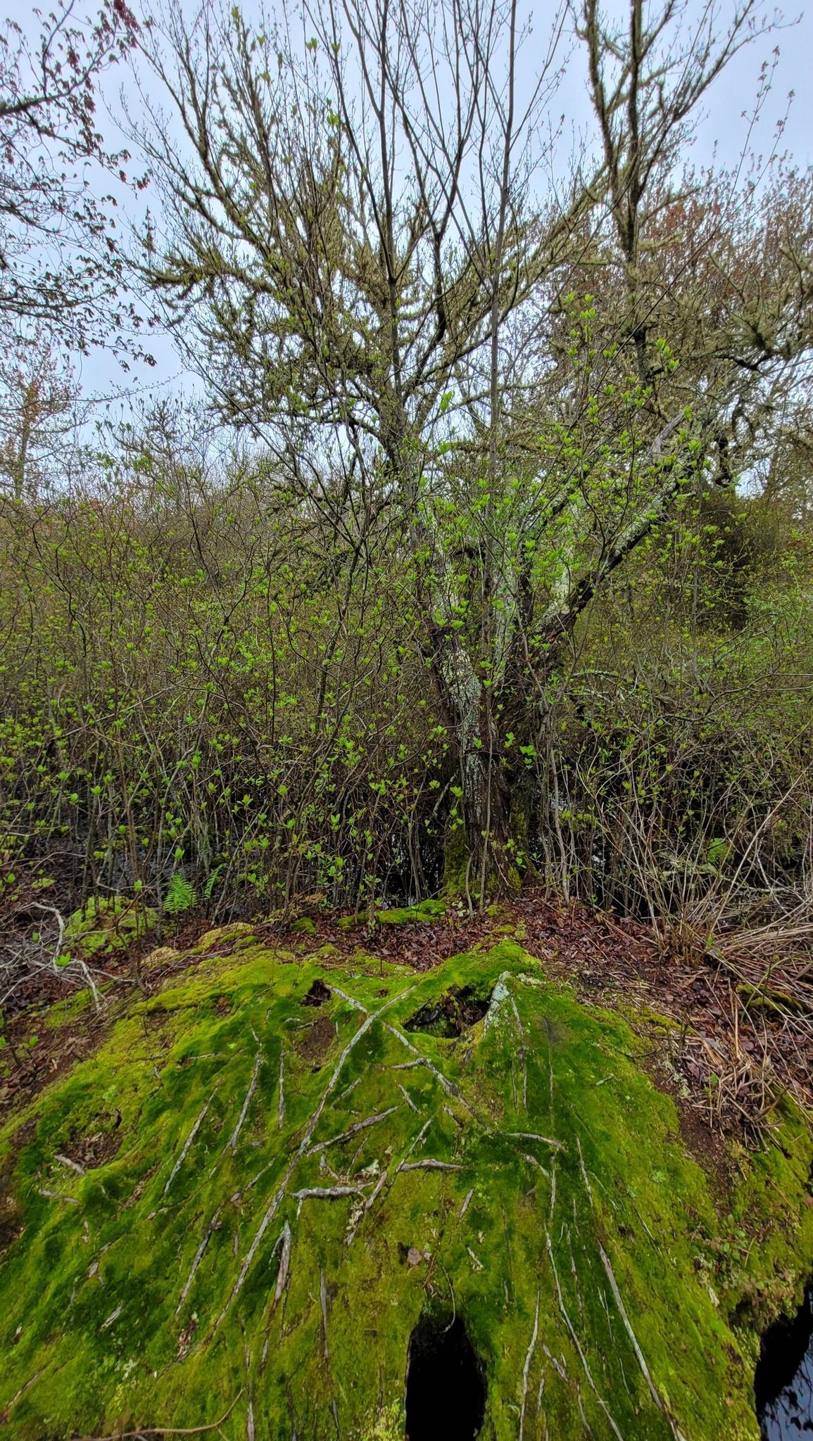 Moss-covered tree stump with a dark hole, surrounded by dense green foliage.