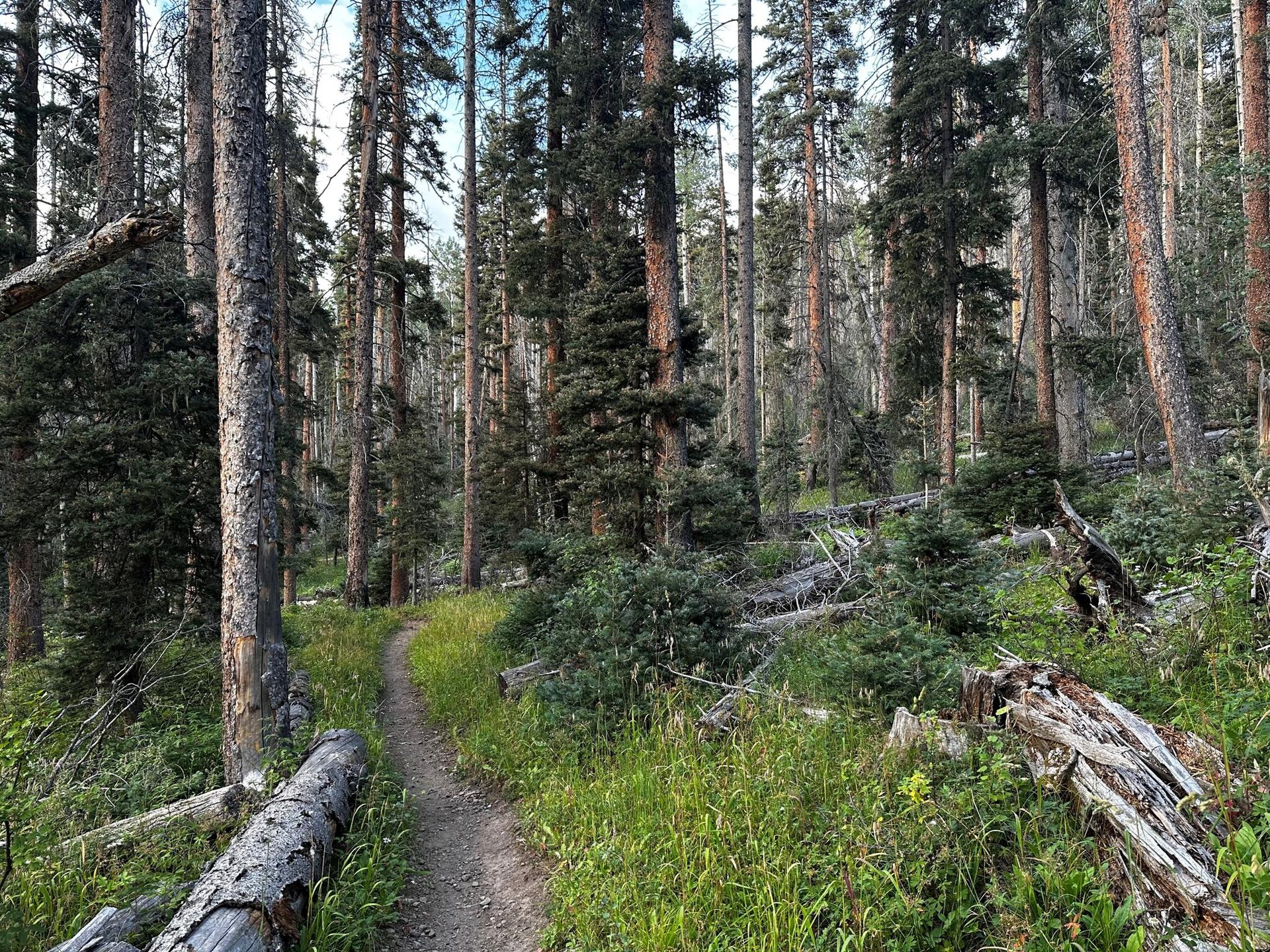 Narrow dirt path winding through a dense pine forest with fallen logs.