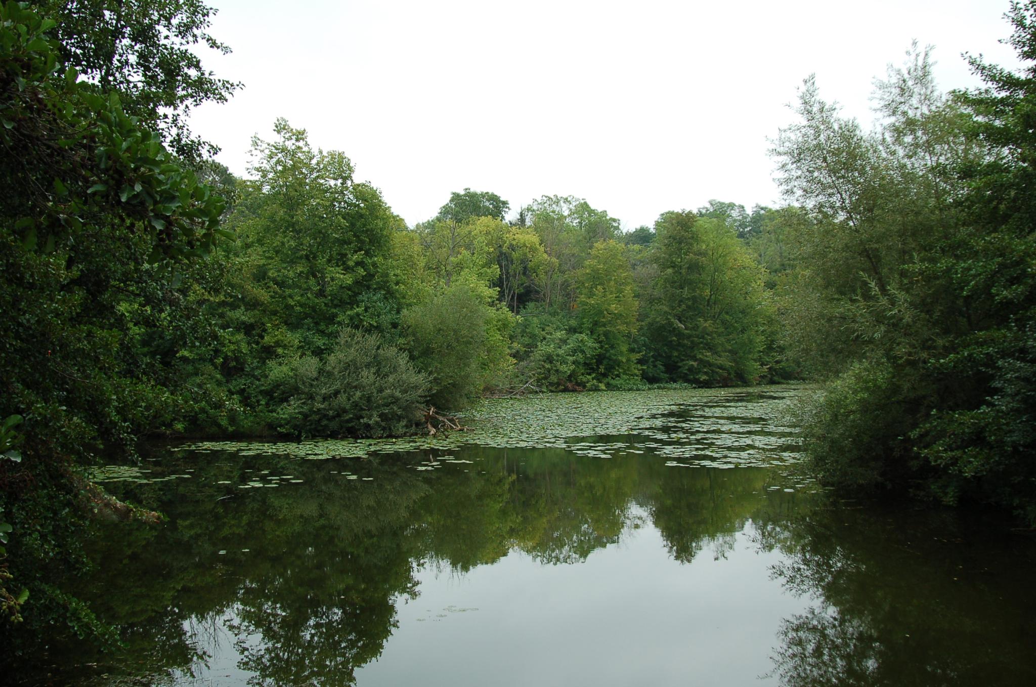 A calm pond covered with lily pads, surrounded by lush green trees.