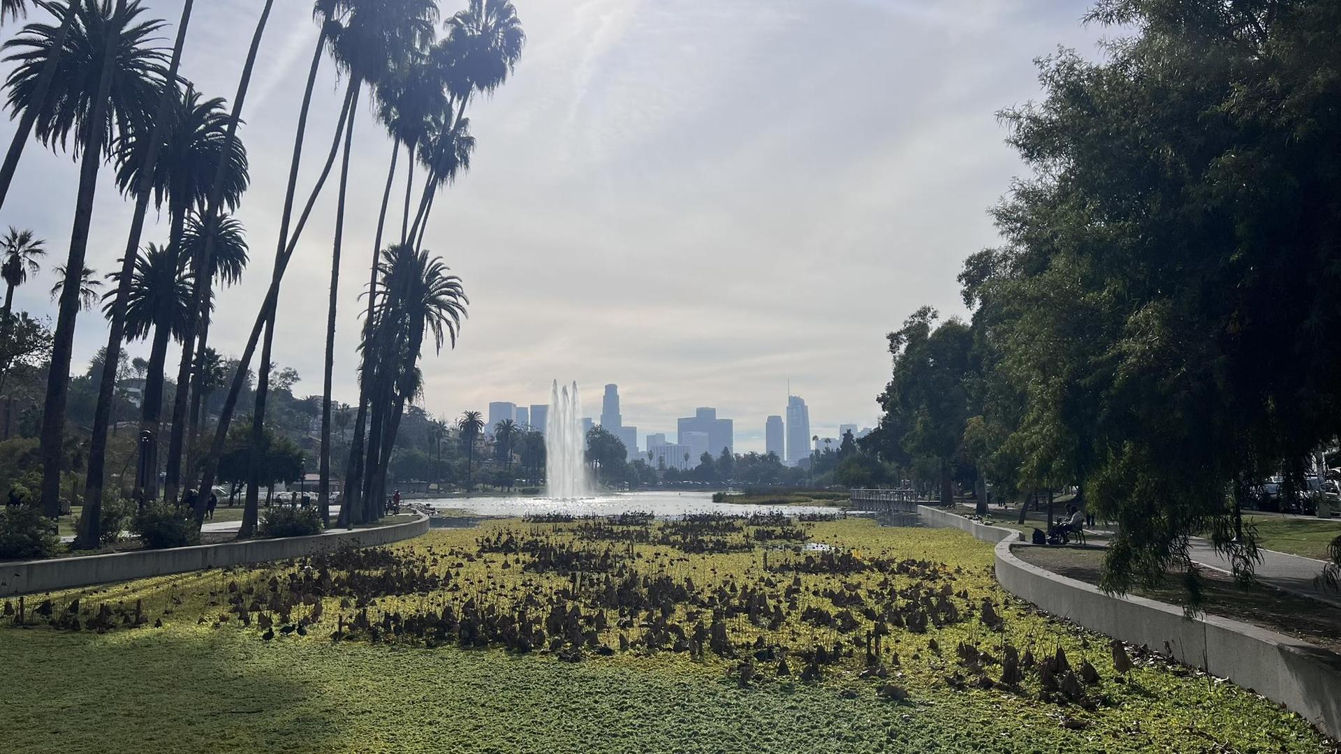 Hazy view of a lake with dense aquatic plants, fountain, and city skyline.