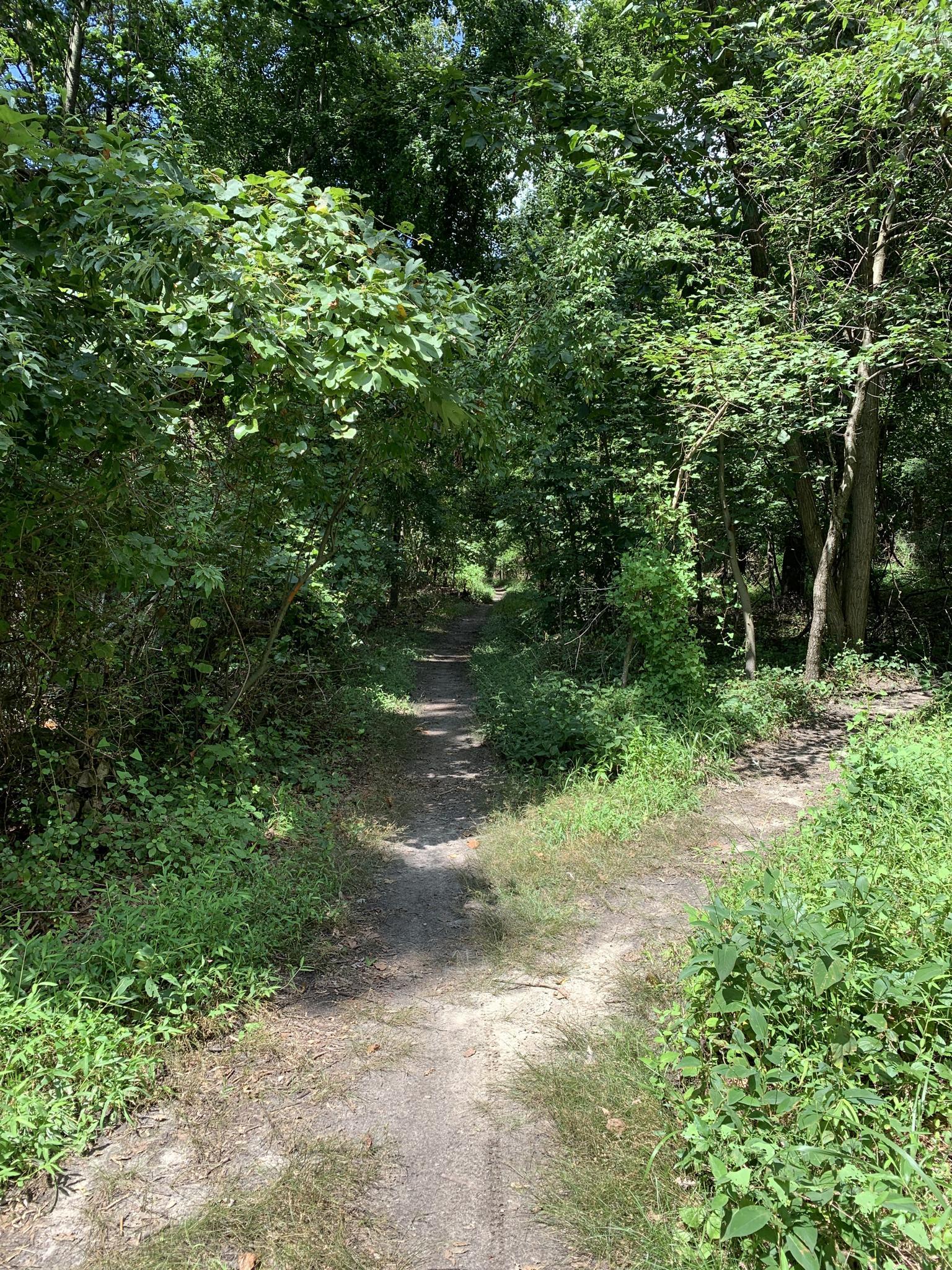 A dirt path forks through a vibrant, sun-dappled green forest.