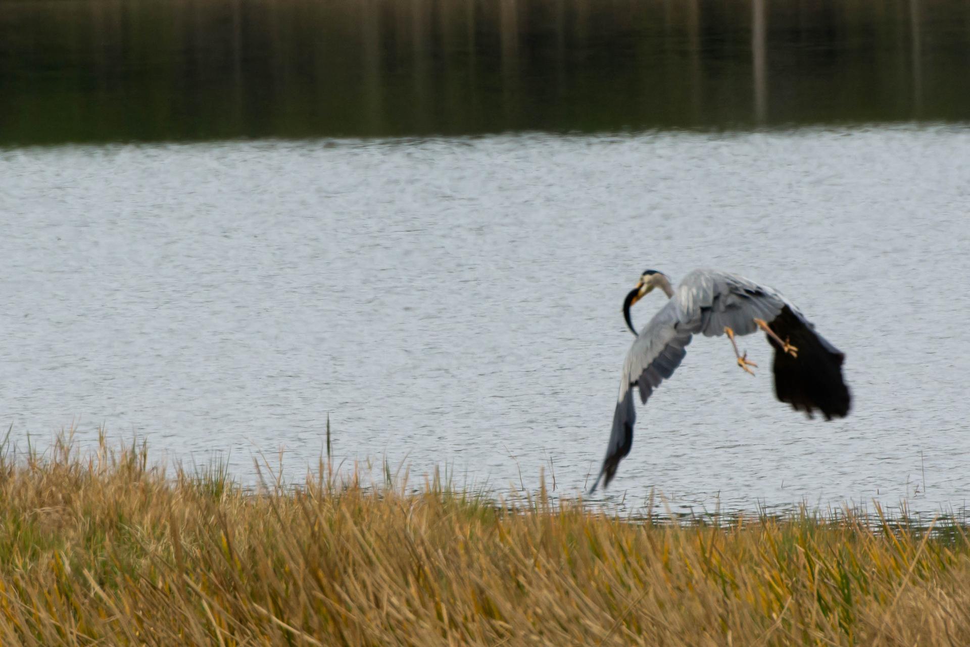 A large grey heron flies low over water, carrying a fish.