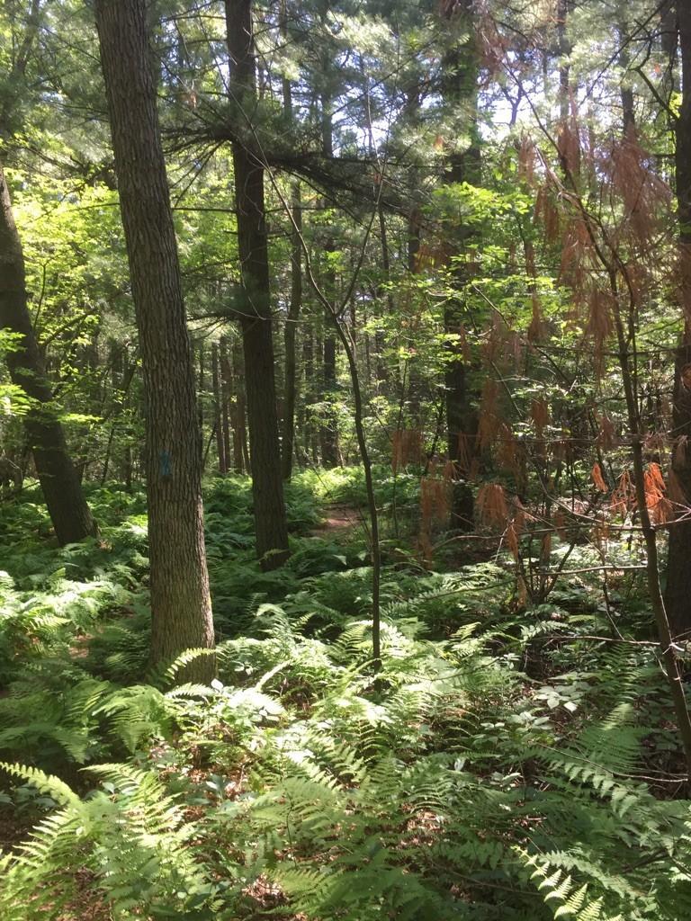 Dappled sunlight illuminates a dense forest floor covered in vibrant green ferns.
