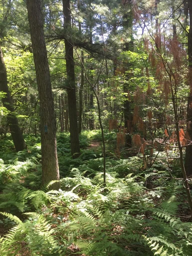 Dappled sunlight illuminates a dense forest floor covered in vibrant green ferns. - Blue Hills Reservation loop – road cycling in MA