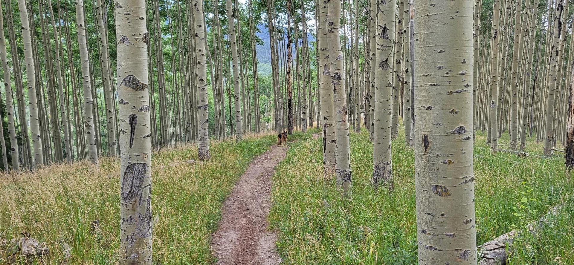 A dog walks on a dirt path through a sunlit aspen forest.