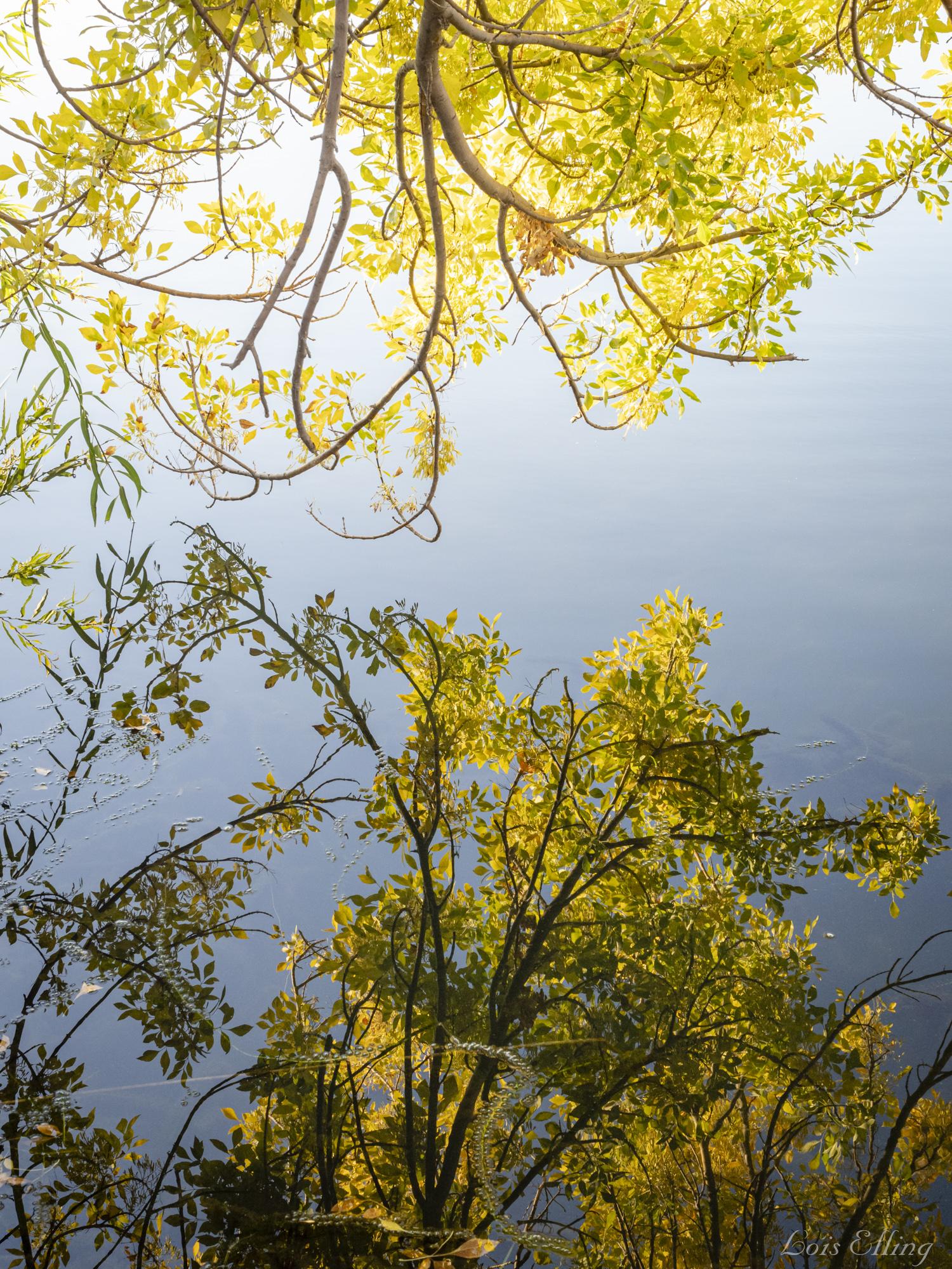 Bright yellow-green tree branches reflected in calm, light blue water.