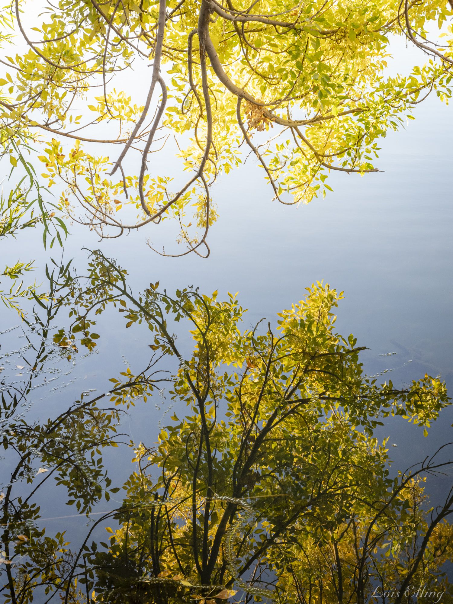 Bright yellow-green tree branches reflected in calm, light blue water. - Delta de Anza and Mokelumne Trail Loop