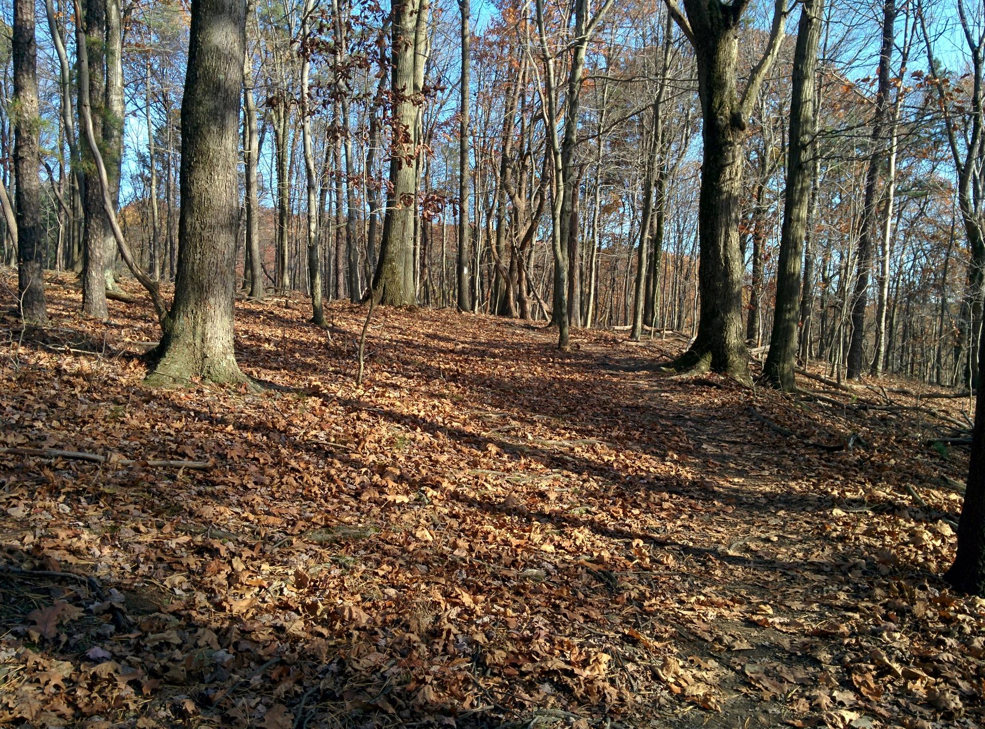 Sunny forest floor covered in brown autumn leaves with bare trees.