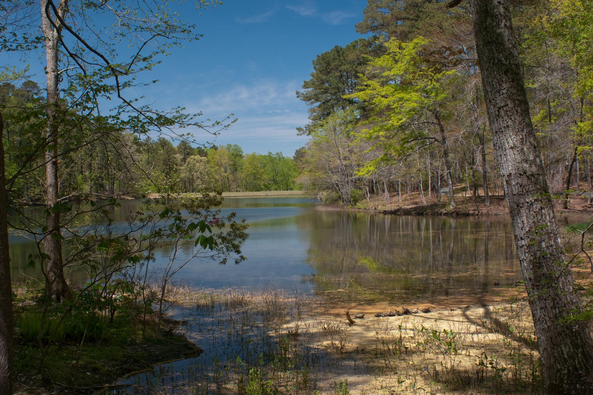 Sunny view of a calm lake surrounded by green trees and clear blue sky.