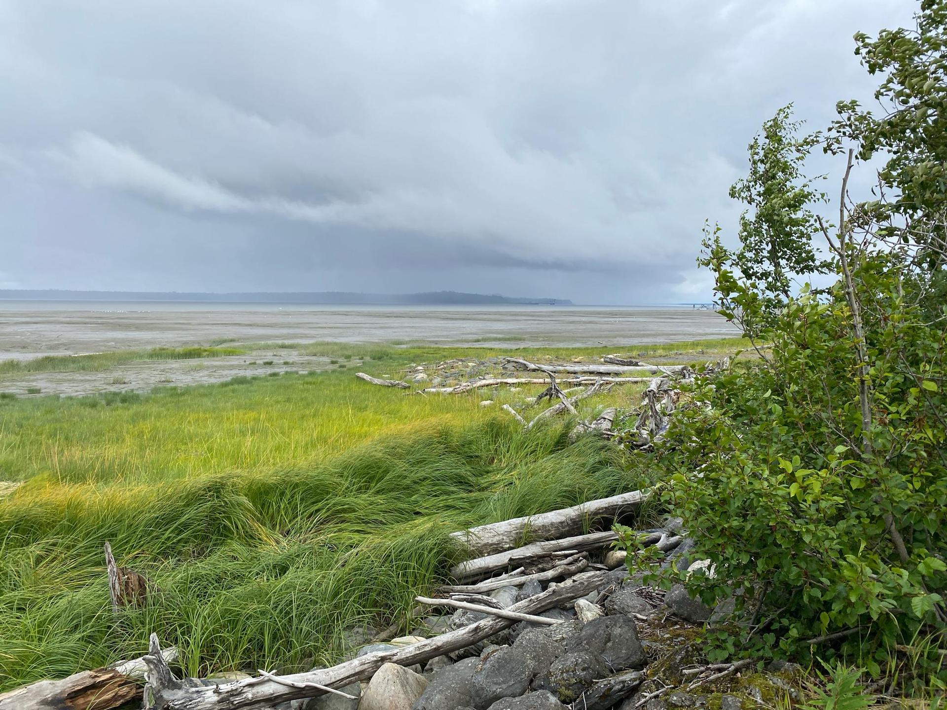 Expansive grassy tidal flats with driftwood under a dark, cloudy sky.