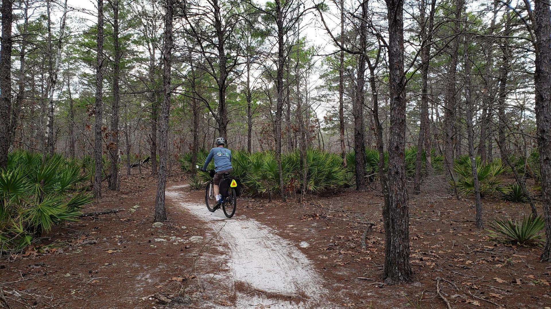 Cyclist rides a sandy path through a dense pine forest on an overcast day.