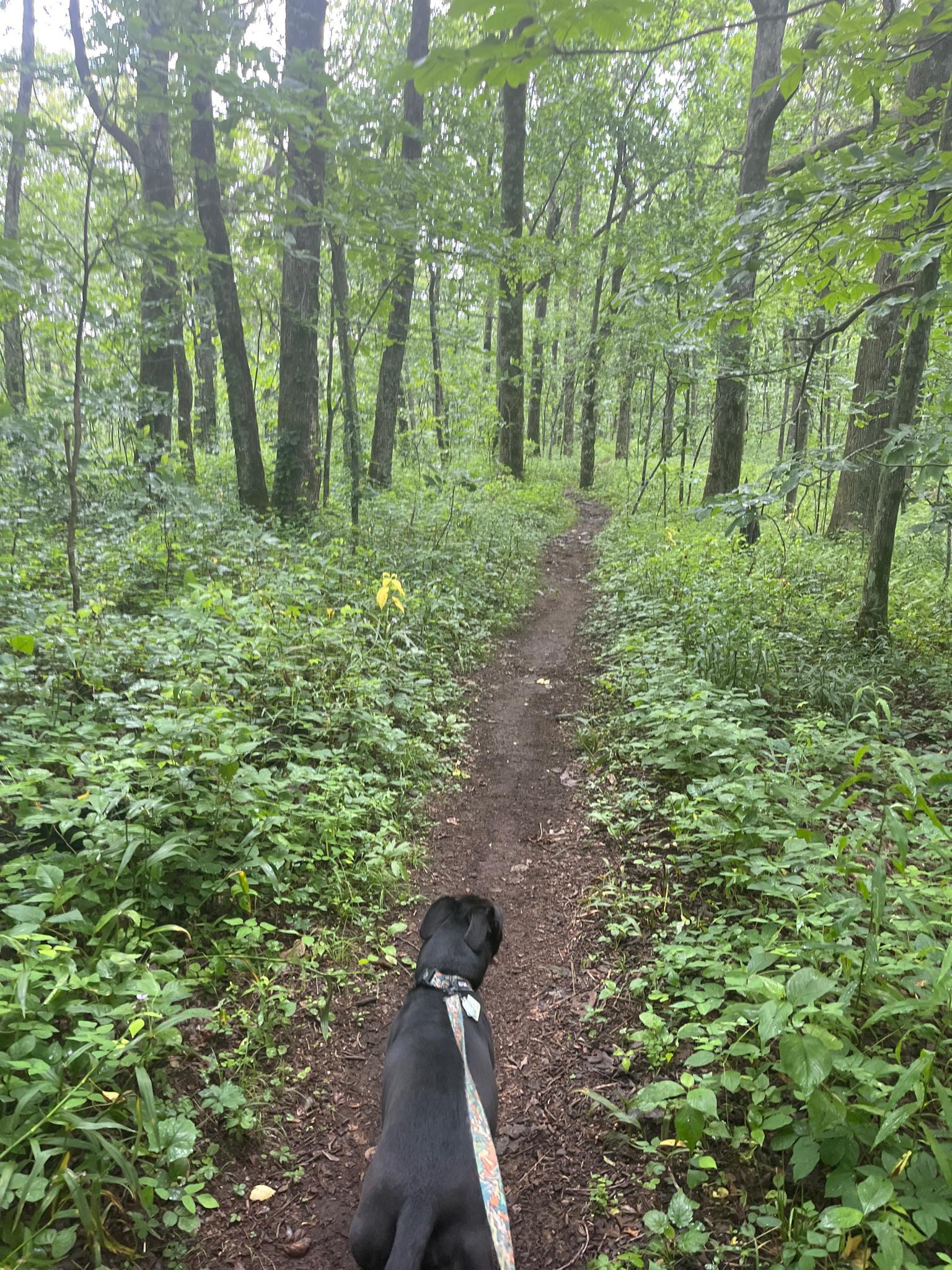 Black dog on leash walking on a narrow dirt path through a green forest.