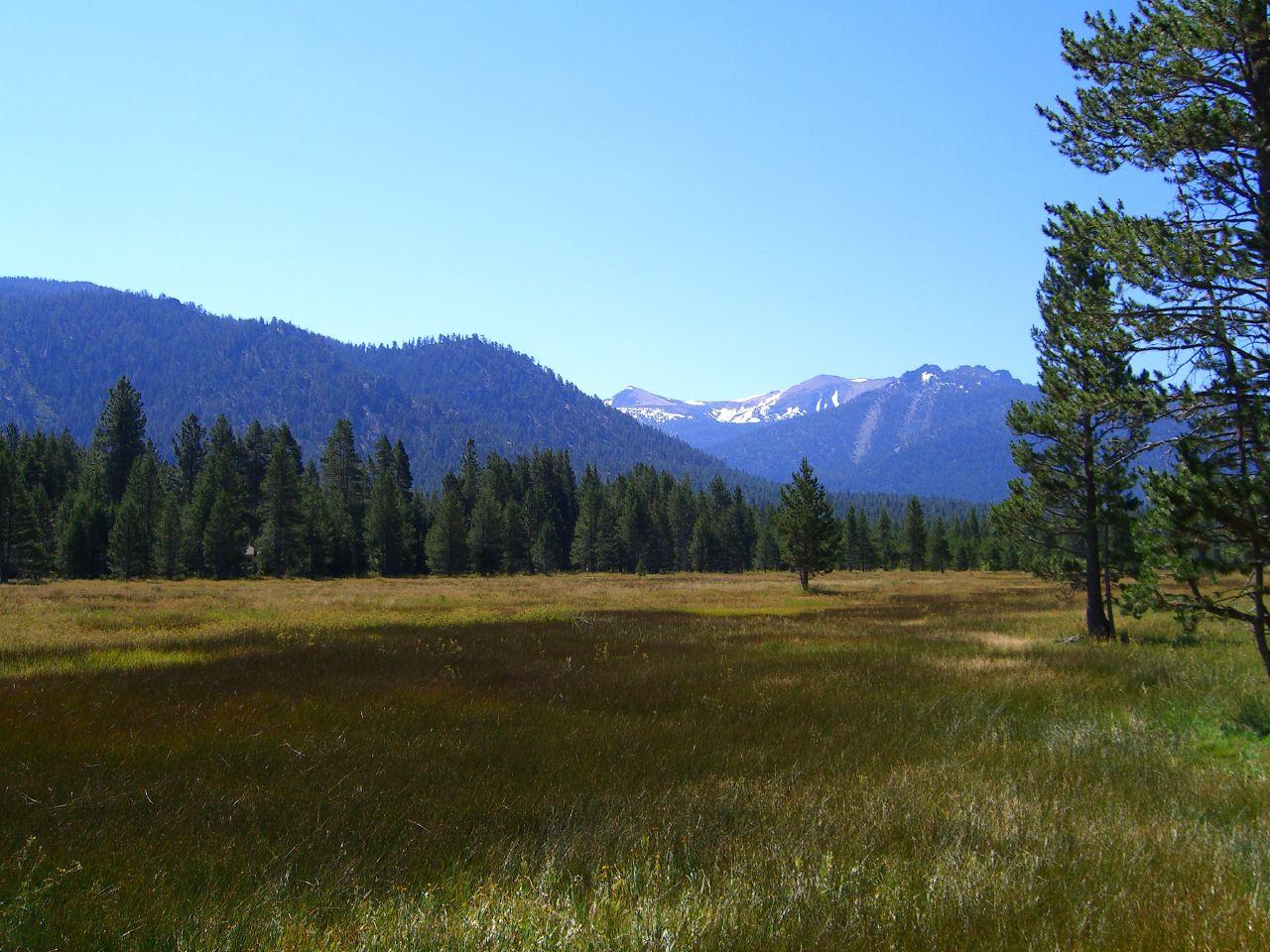 Sunny meadow with pine trees and distant snow-capped mountains under a clear blue sky.