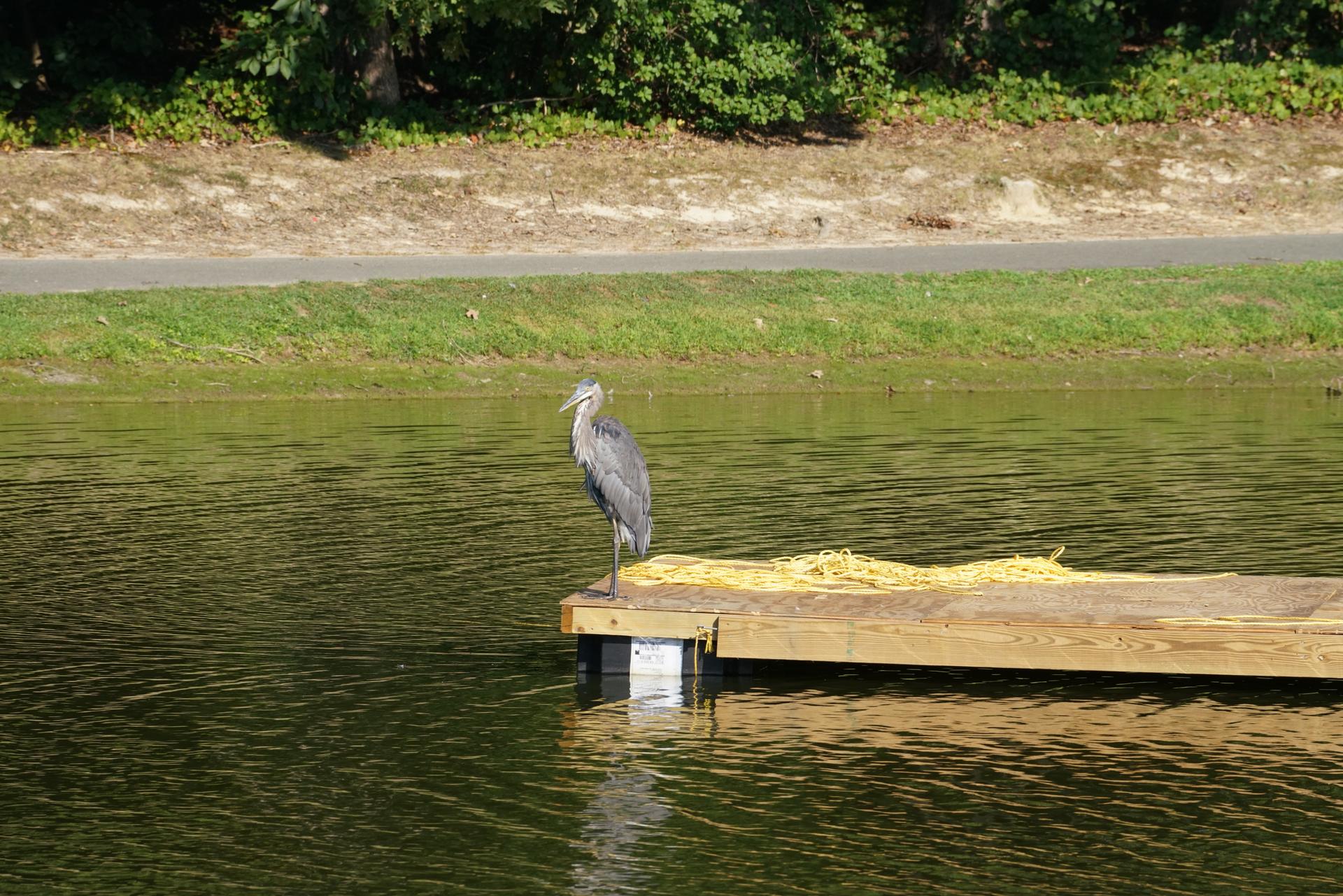 A great blue heron stands on a wooden dock by a sunlit lake.