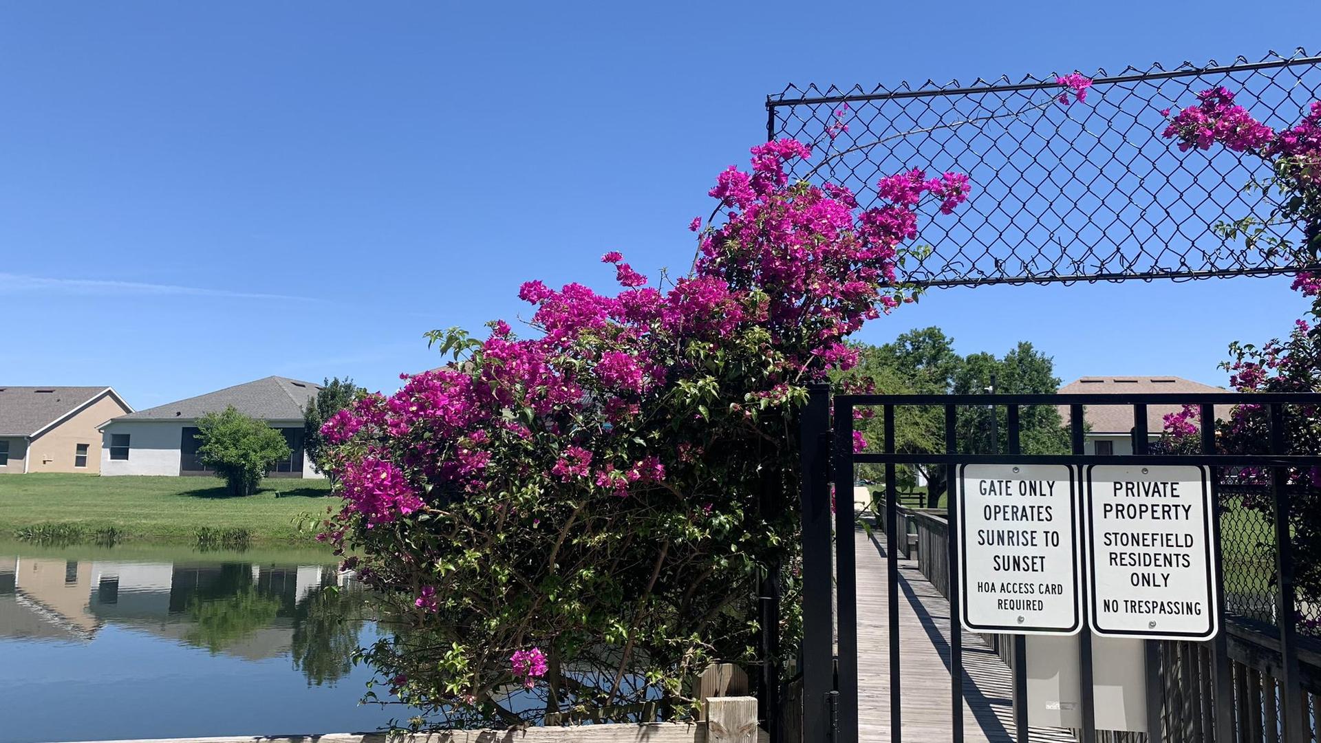 Bright pink flowers on a fence overlooking a lake and houses.