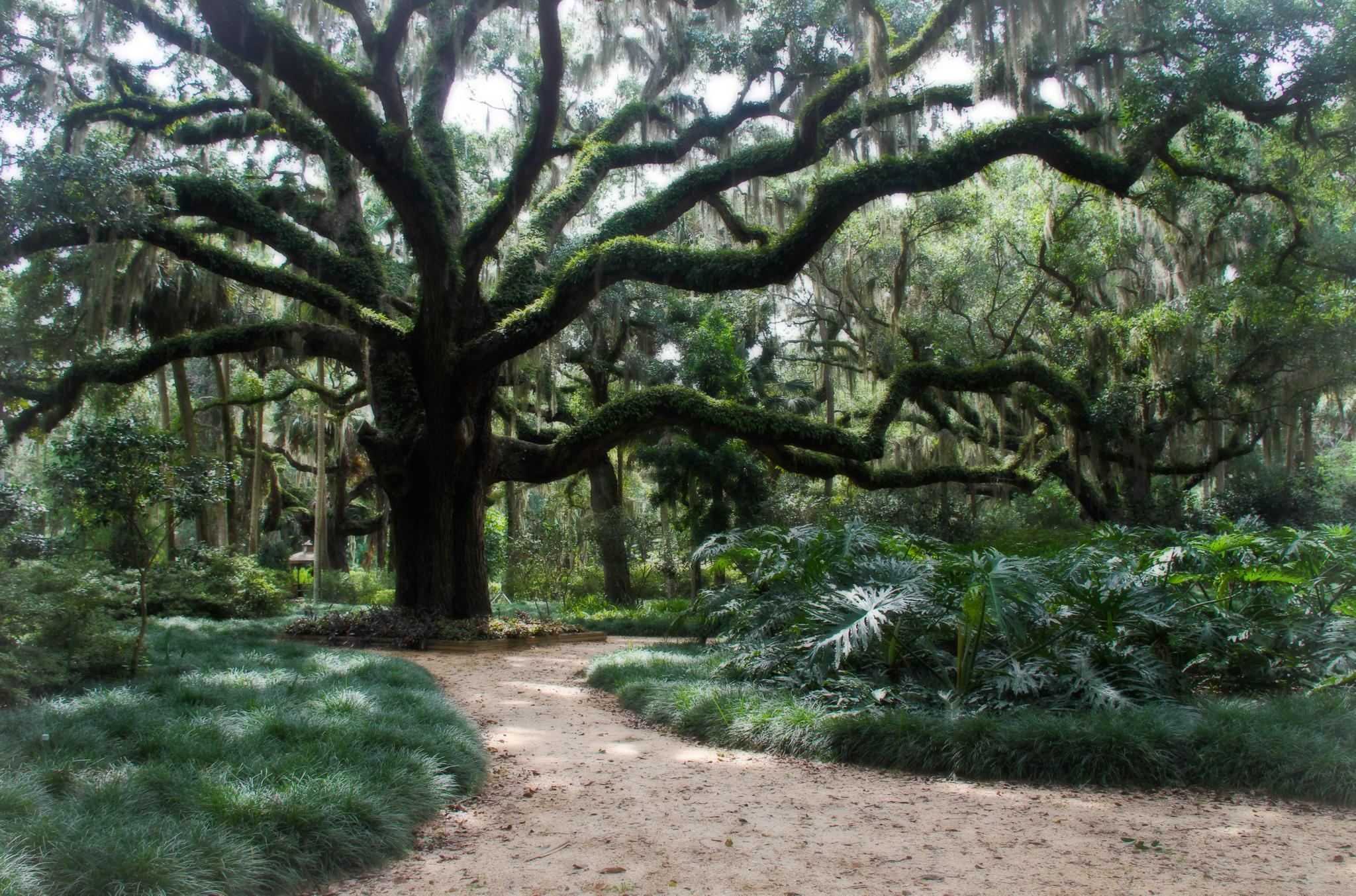 Majestic old oak tree with moss, beside a winding dirt path.