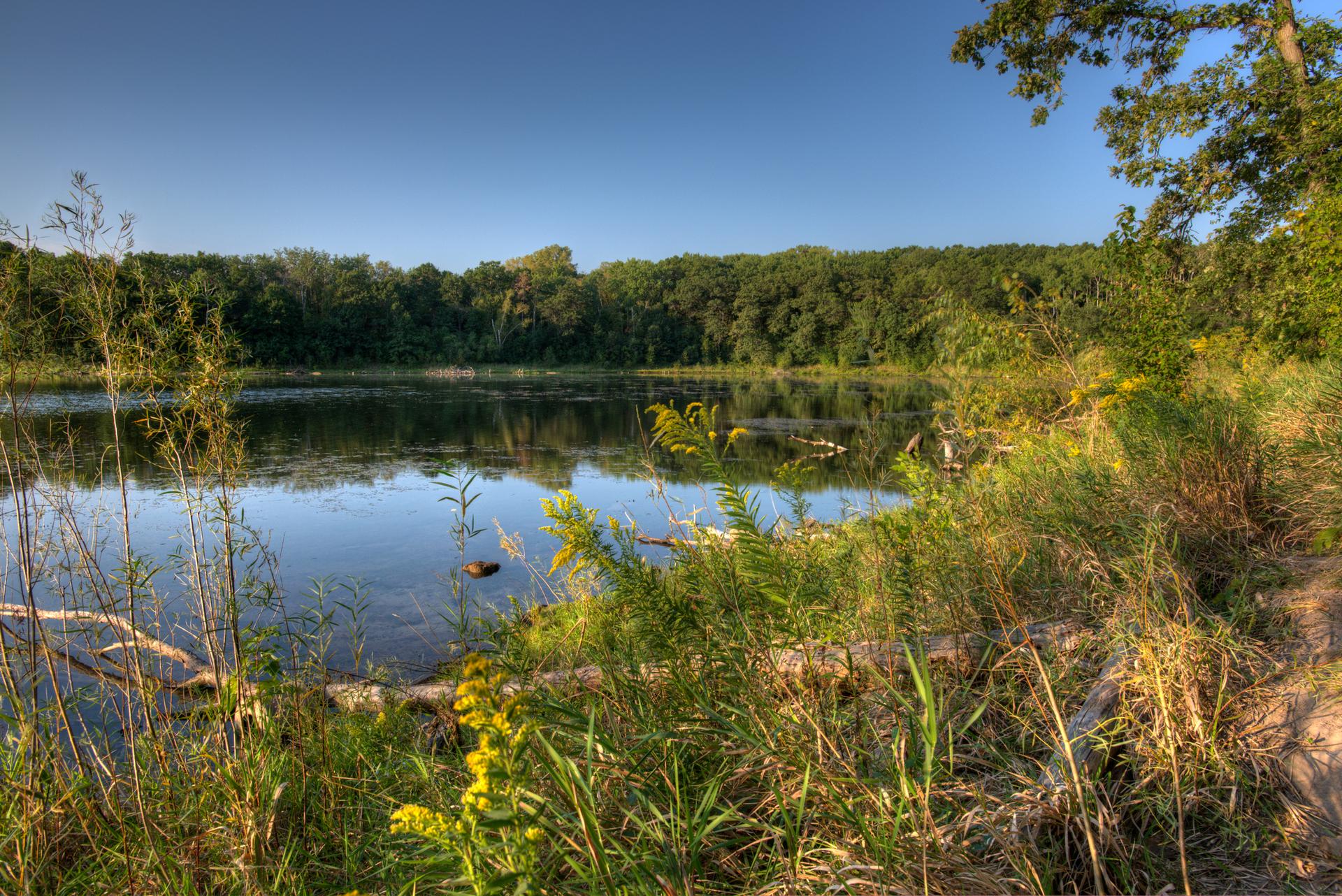 Calm lake surrounded by lush green trees and tall grass under a clear sky.