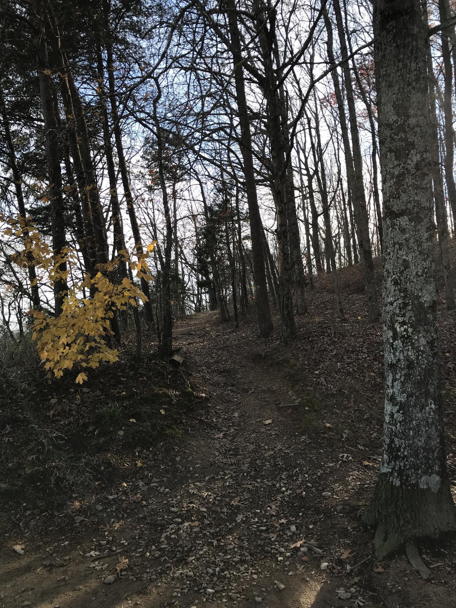 Uphill dirt trail through a bare winter forest with some yellow leaves.