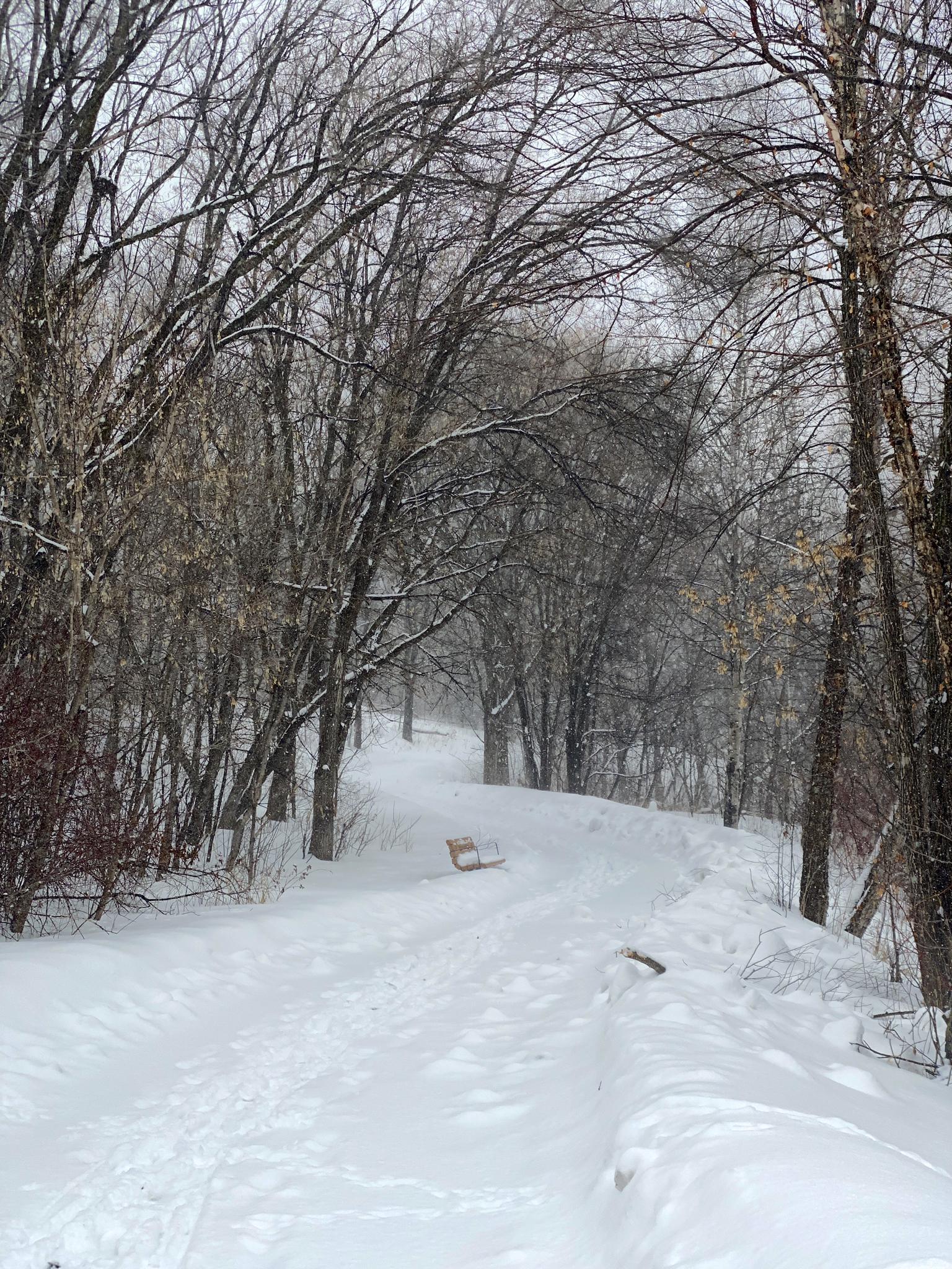 Winter forest path covered in fresh snow, bare trees, and soft, overcast light.
