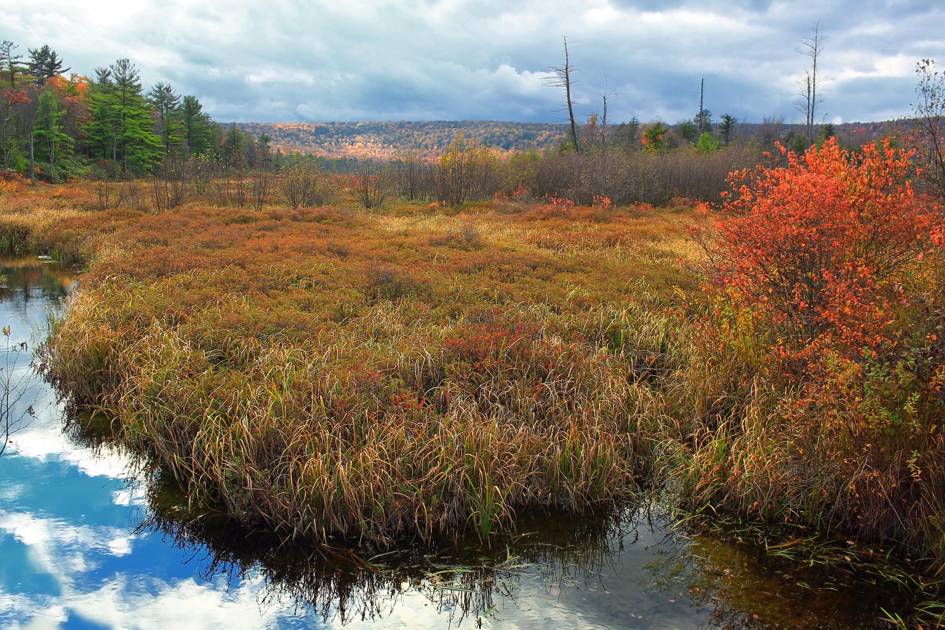 Vast autumn marsh with colorful foliage and cloudy sky reflecting in water.