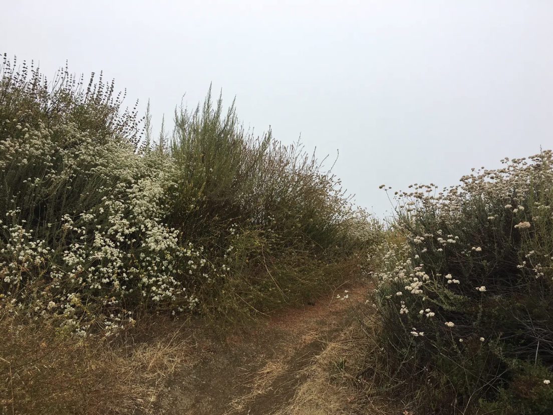 A narrow dirt path winds through dense bushes with white wildflowers under an overcast sky.