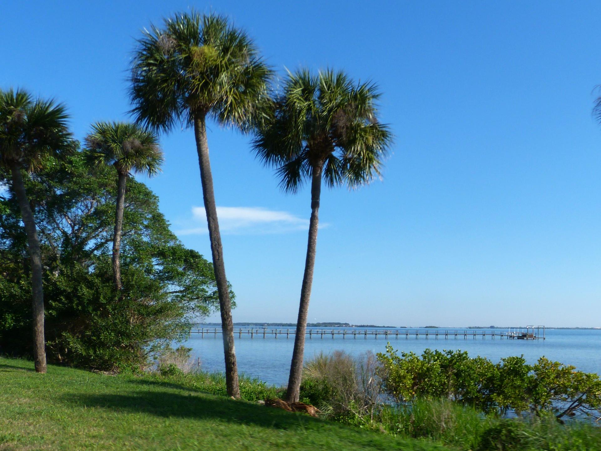 Tall palm trees on a grassy bank overlooking a wide body of water.