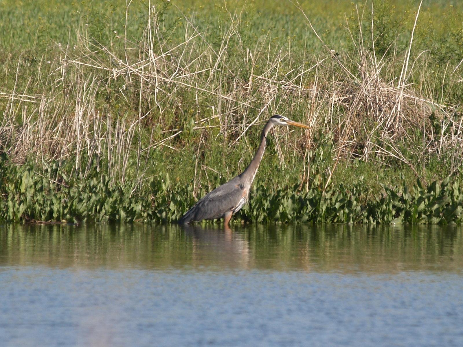 A tall heron stands in shallow water near green and dry reeds.