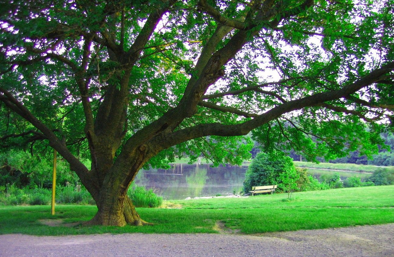 Large tree with sprawling branches overlooks a calm lake and bench. - Greenbelt Lake Trail loop