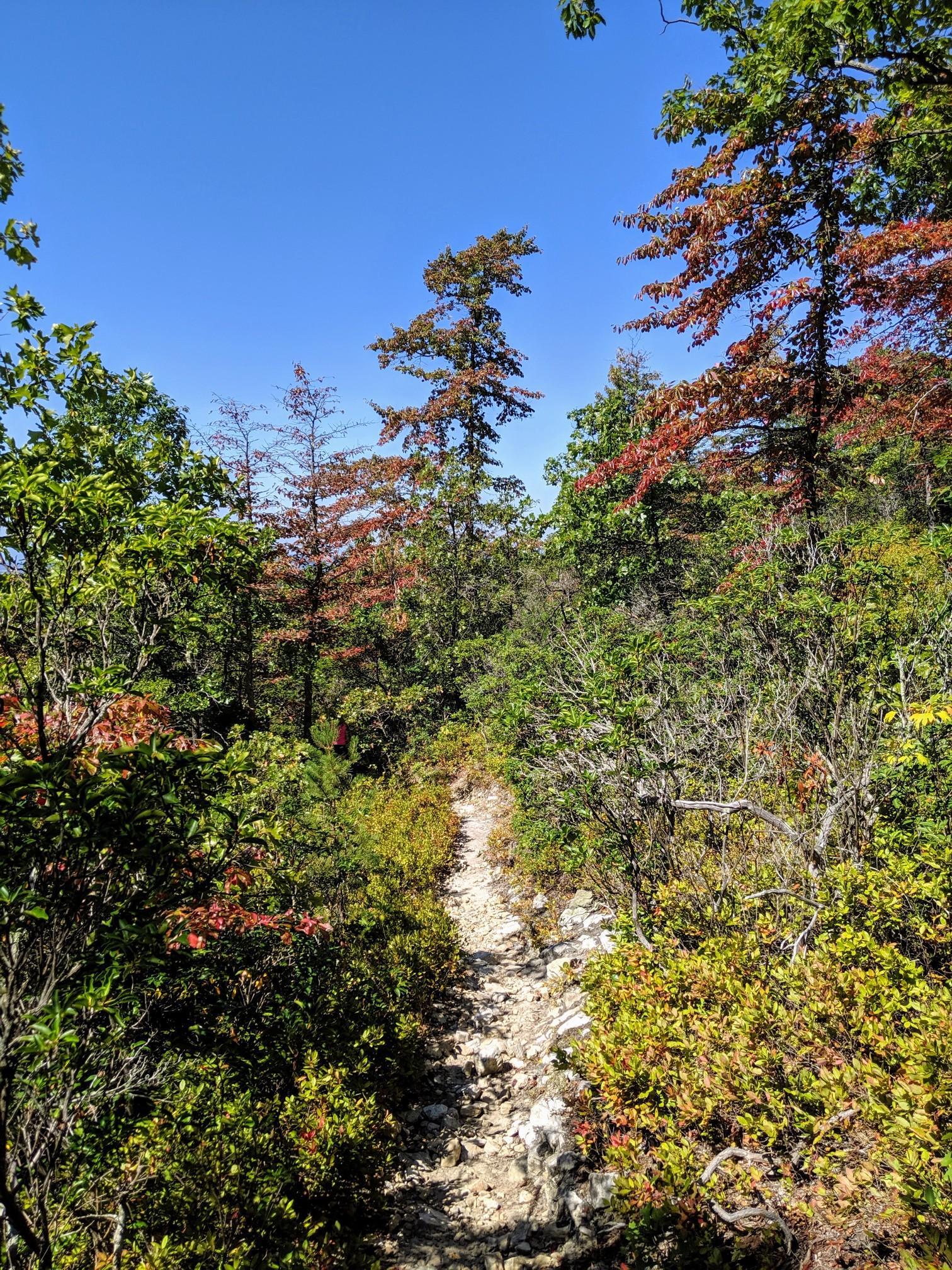 A sunlit, rocky trail surrounded by green and red autumn trees.