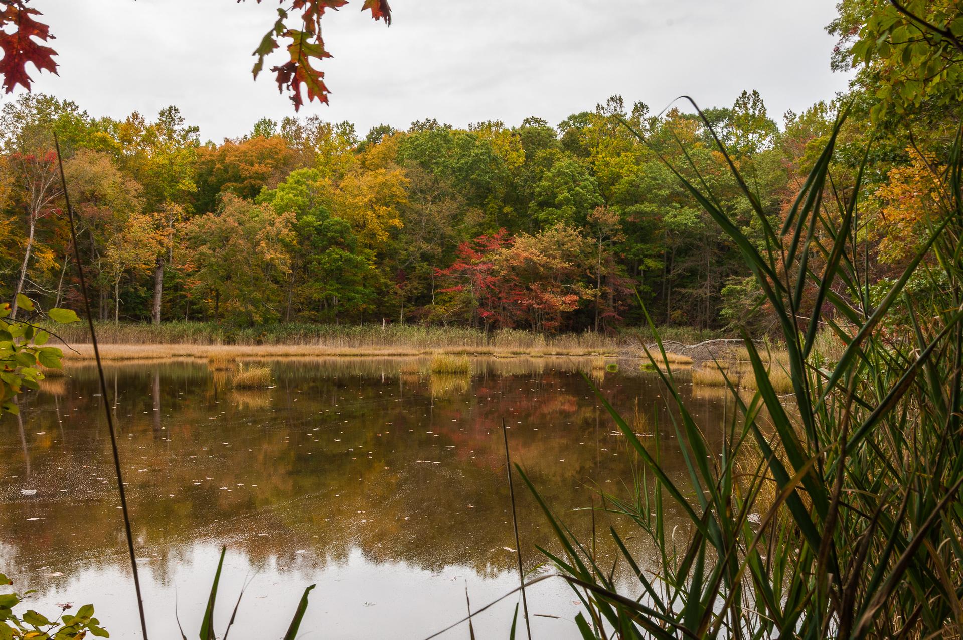 Pond reflecting colorful autumn trees under an overcast sky, with foreground reeds.
