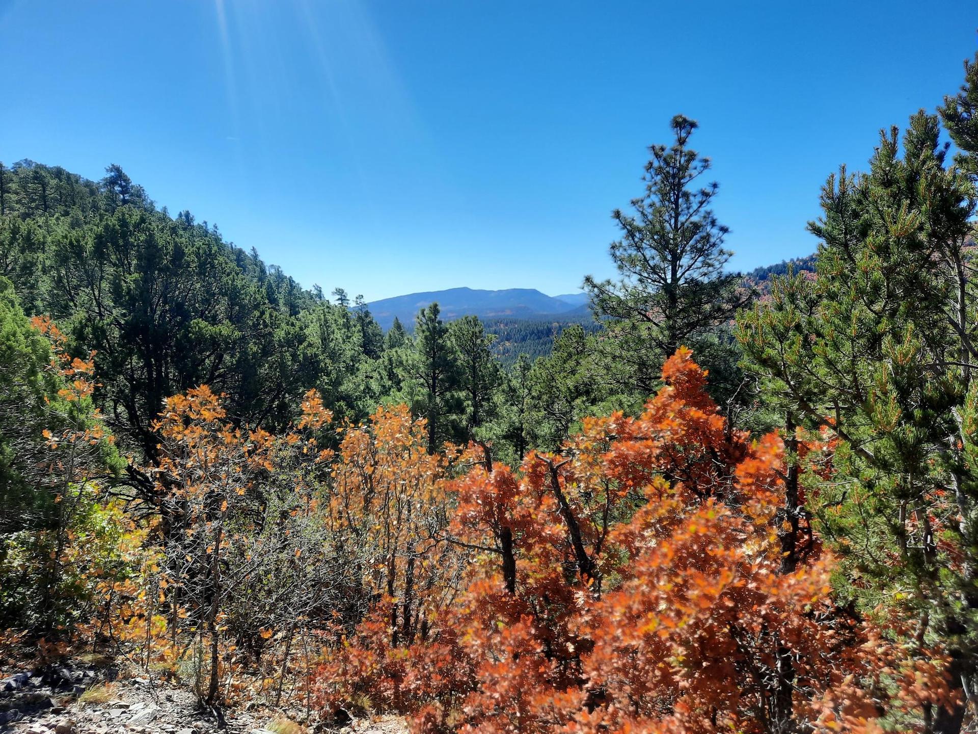 Sunny forest view with vibrant orange trees and distant mountains under blue sky.