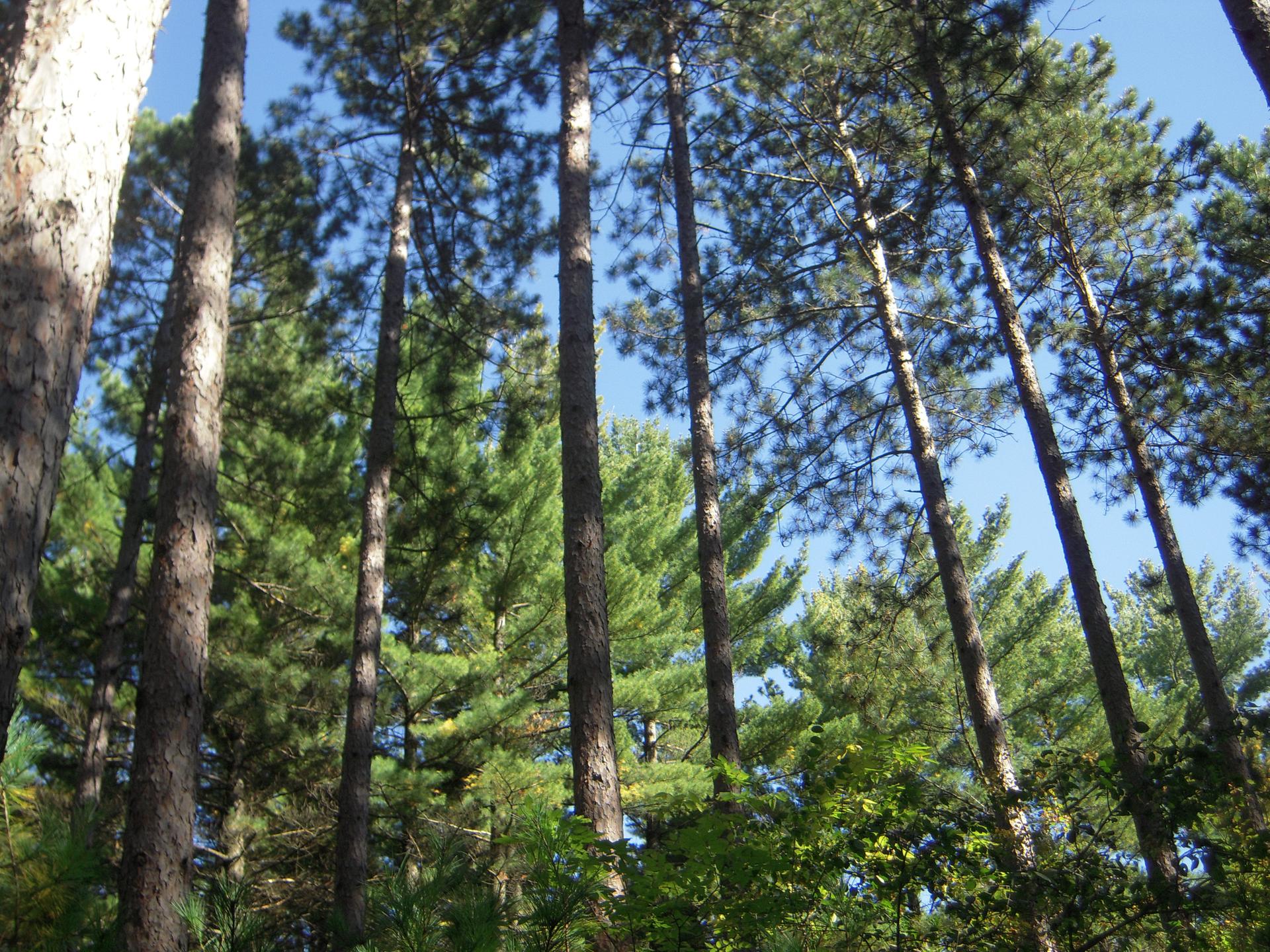 Tall pine trees reaching towards a bright blue sky in a sunlit forest.