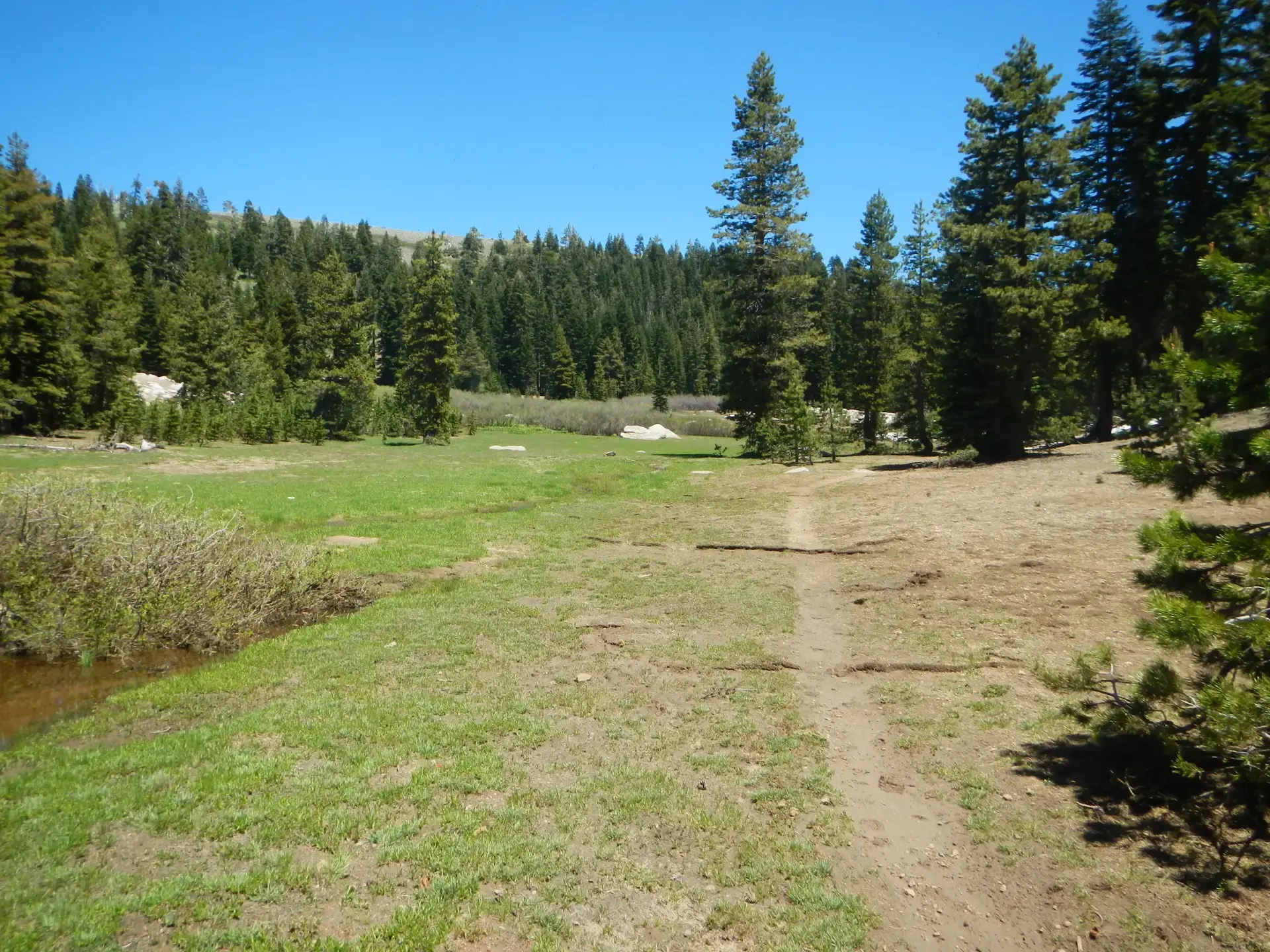 Sunny meadow with a dirt path leading into a dense pine forest.