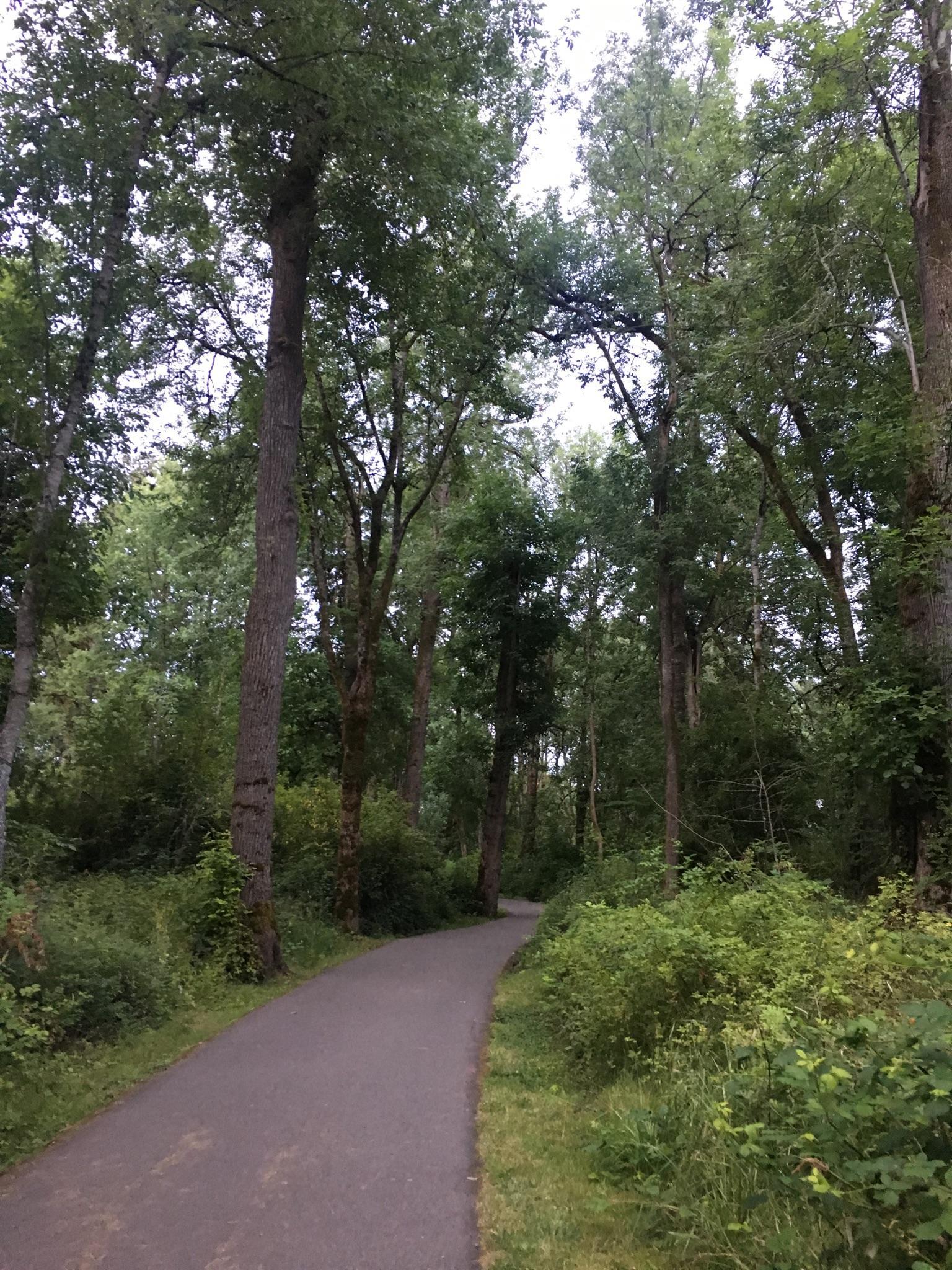 Paved path winding through a dense, green forest on an overcast day.