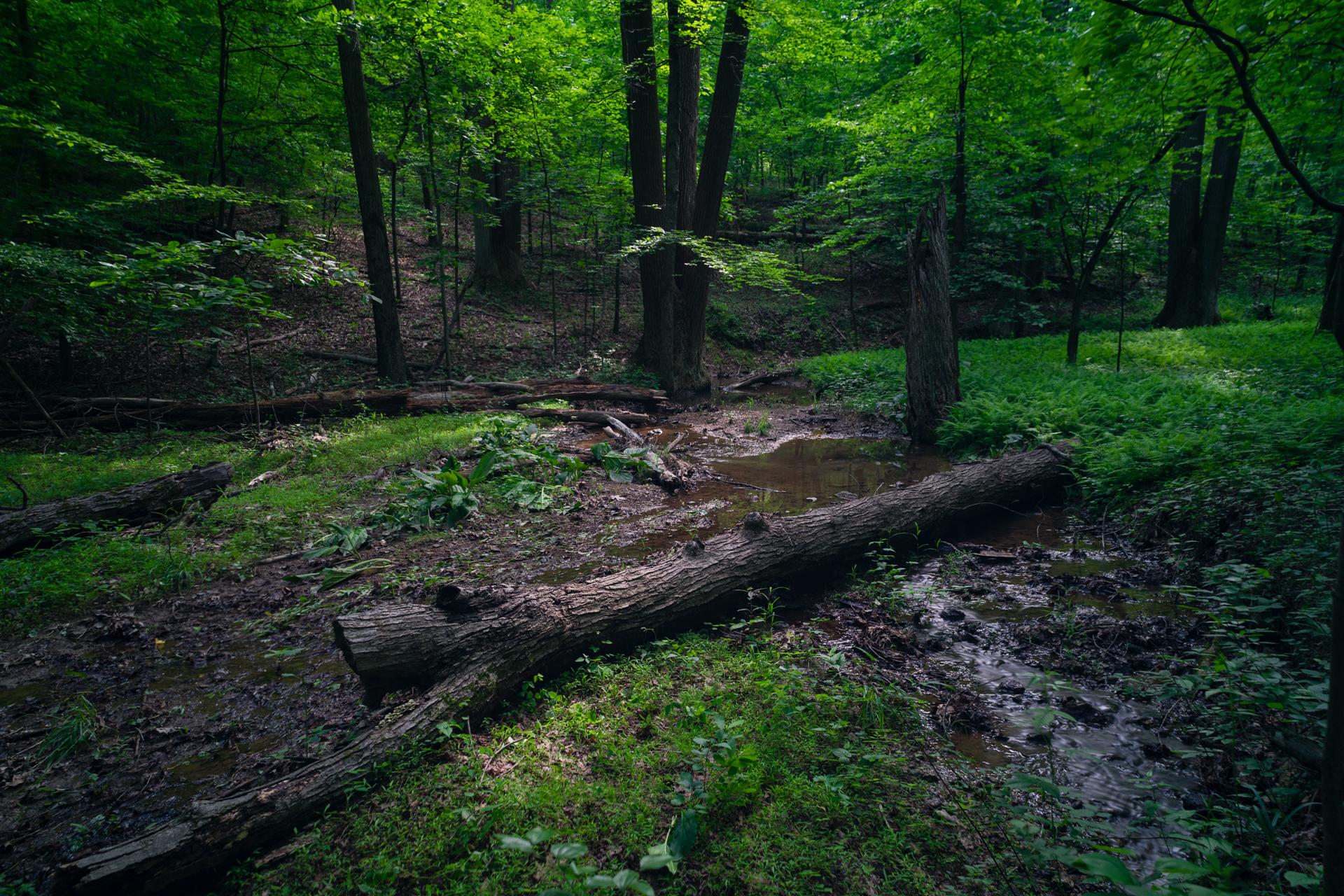 Dark, lush forest floor with fallen logs and muddy puddles.