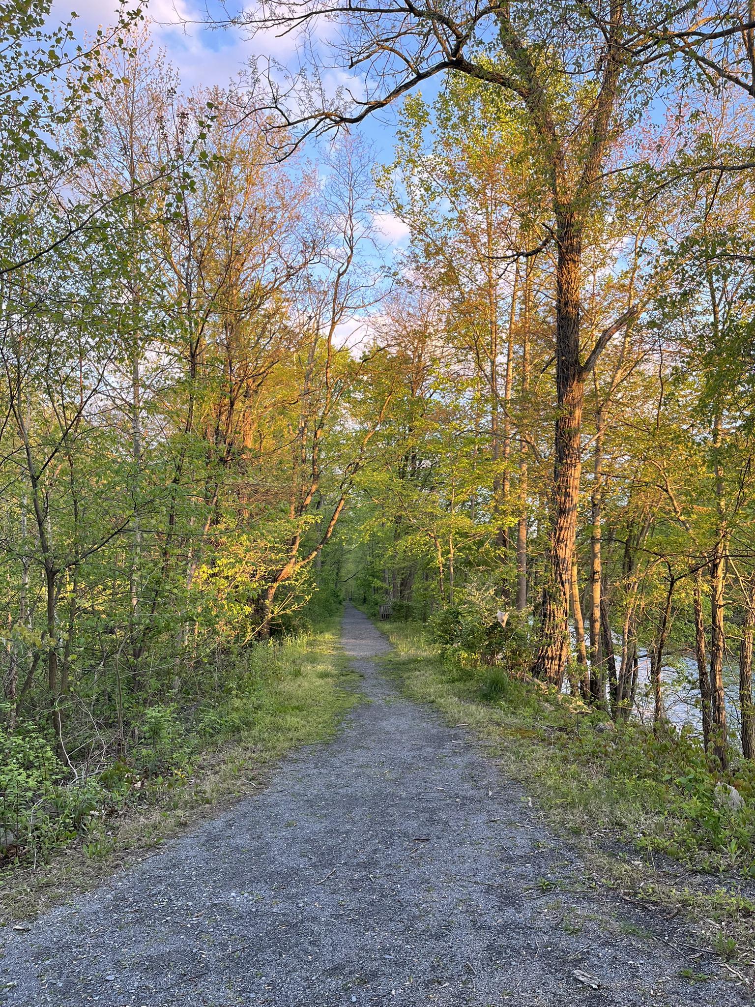 Gravel path through sunlit green forest with water visible on the right.