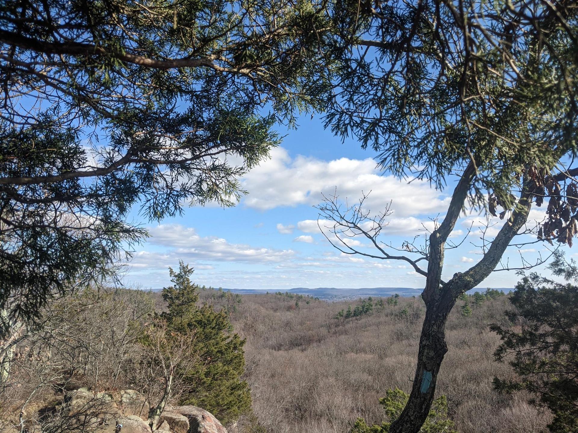 Wide view of a vast forest under a bright blue sky.