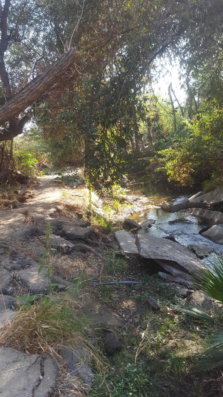 Shaded stream flowing over rocks, surrounded by dense trees and foliage.