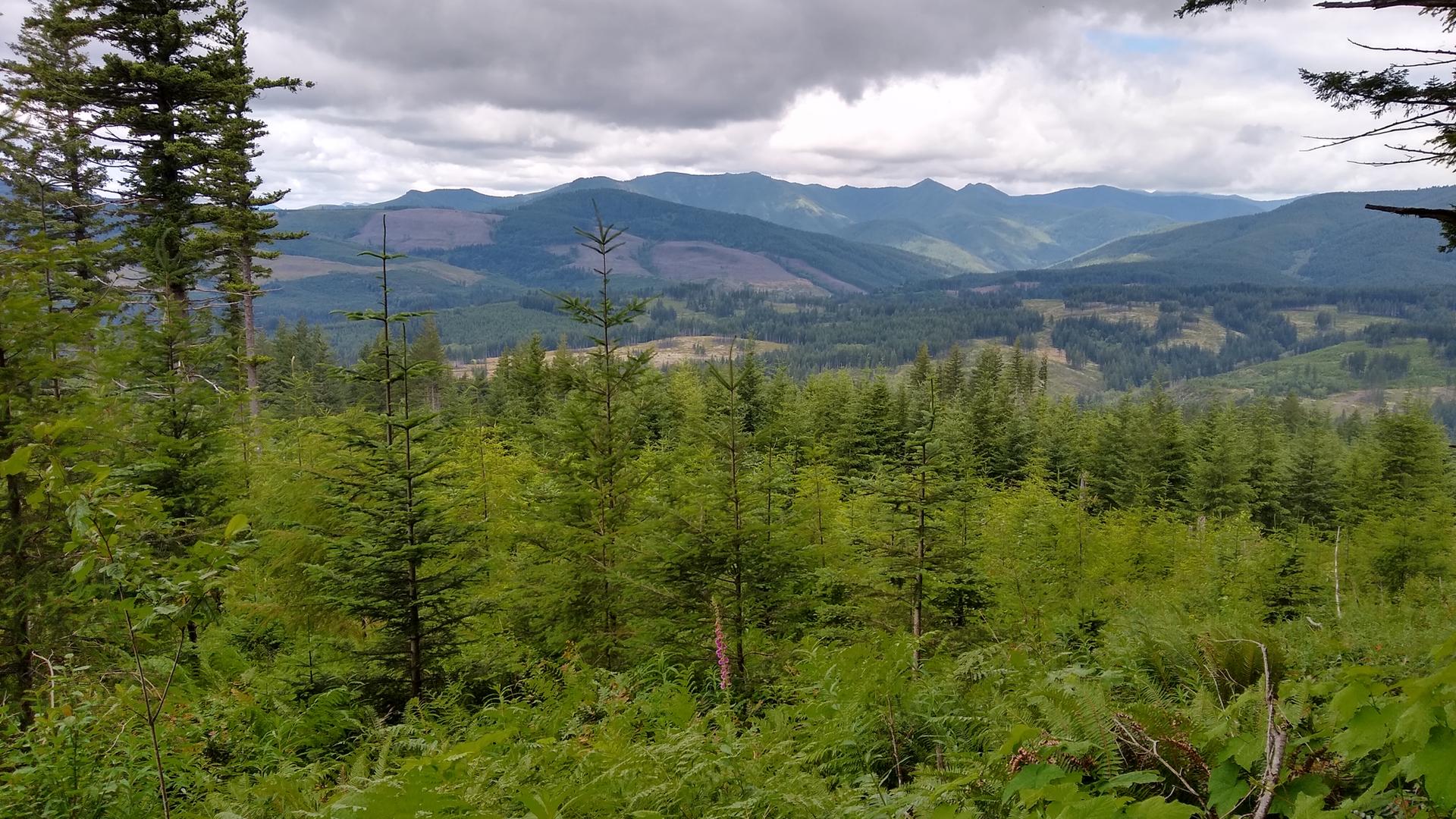 Expansive view of a green forest valley and distant mountains under cloudy skies.
