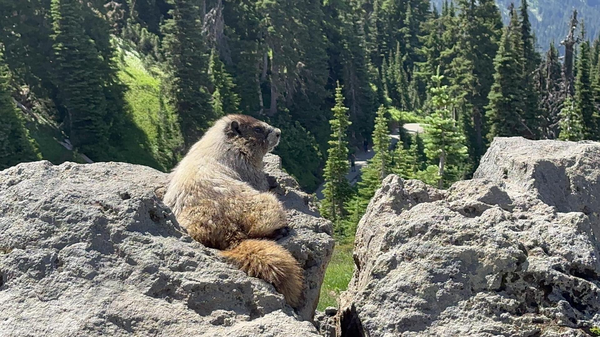 A marmot sits on a rock, looking right, with green trees in the background.