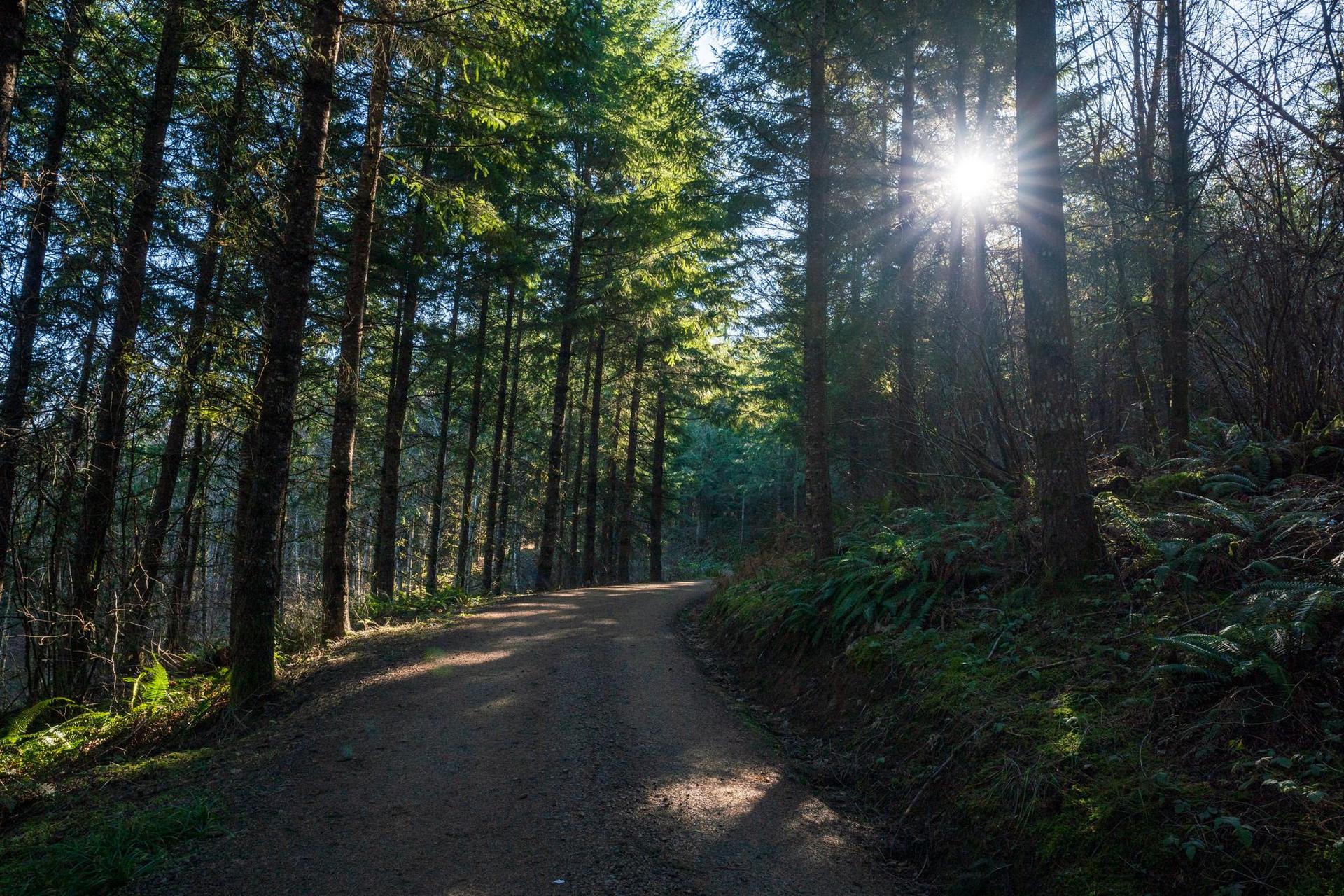 Sunburst through tall evergreen trees illuminates a winding forest path.