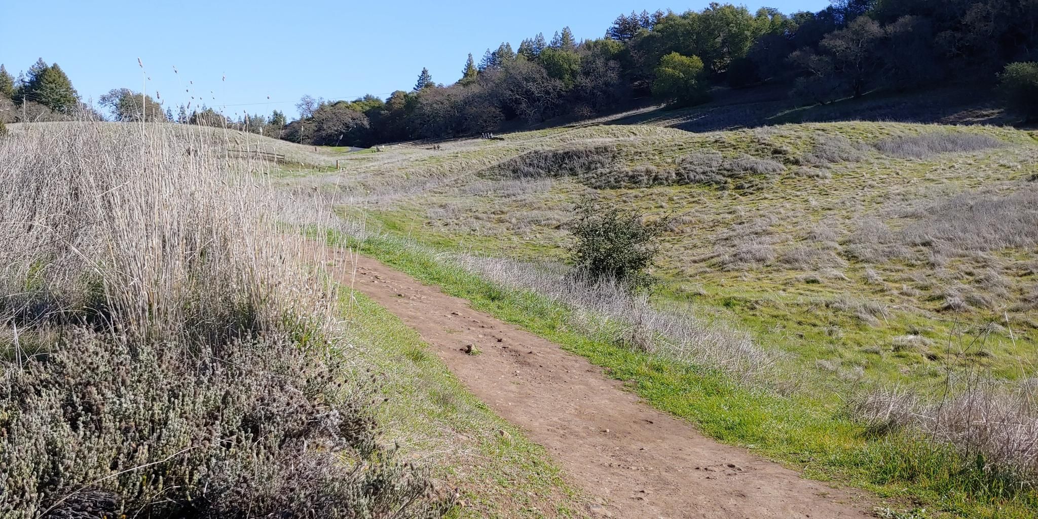 A dirt path winds through sunlit grassy hills with distant trees. - North Sonoma Mountain Ridge Trail